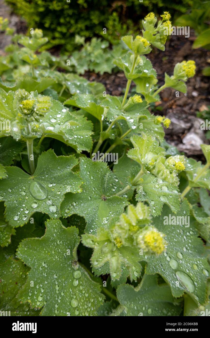 Intermediate Ladys Mantle, Alchemilla xanthochlora, with water droplets from heavy rain. Stock Photo