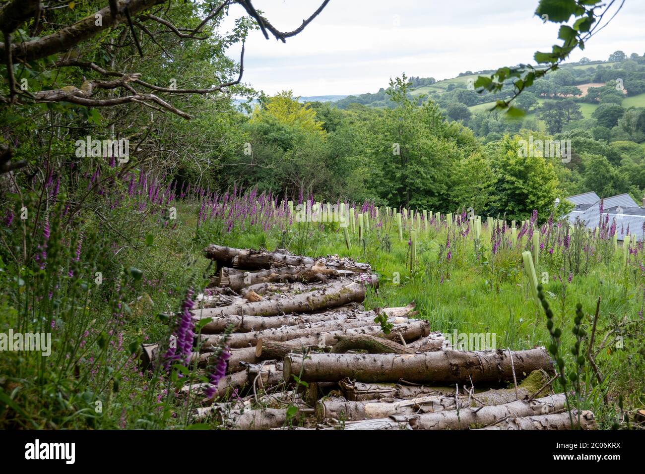 Stack of logs surrounded by fox gloves Stock Photo