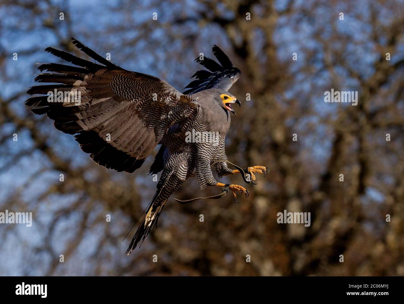 bird of prey in flight Stock Photo