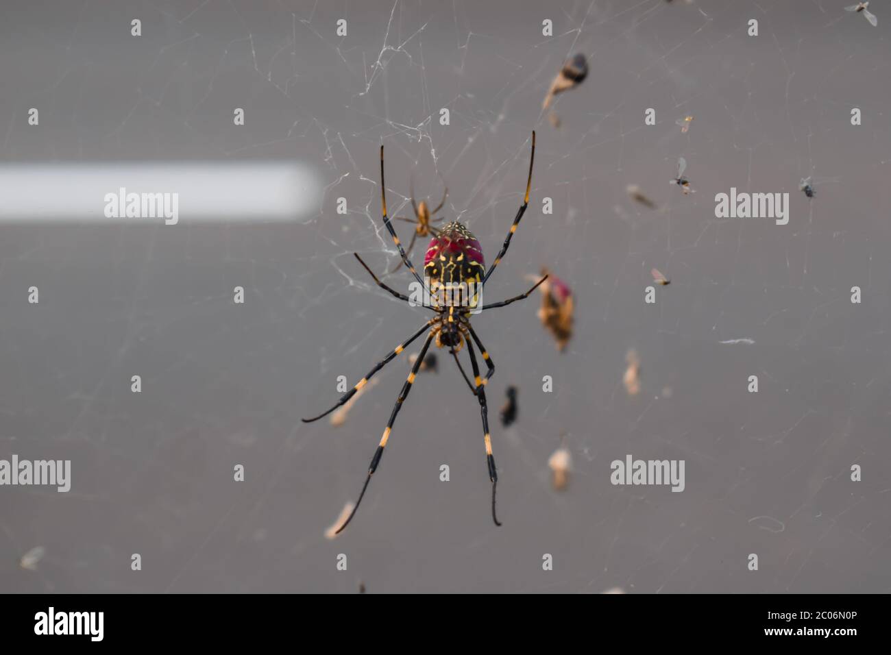 Long legs on spider hi-res stock photography and images - Alamy