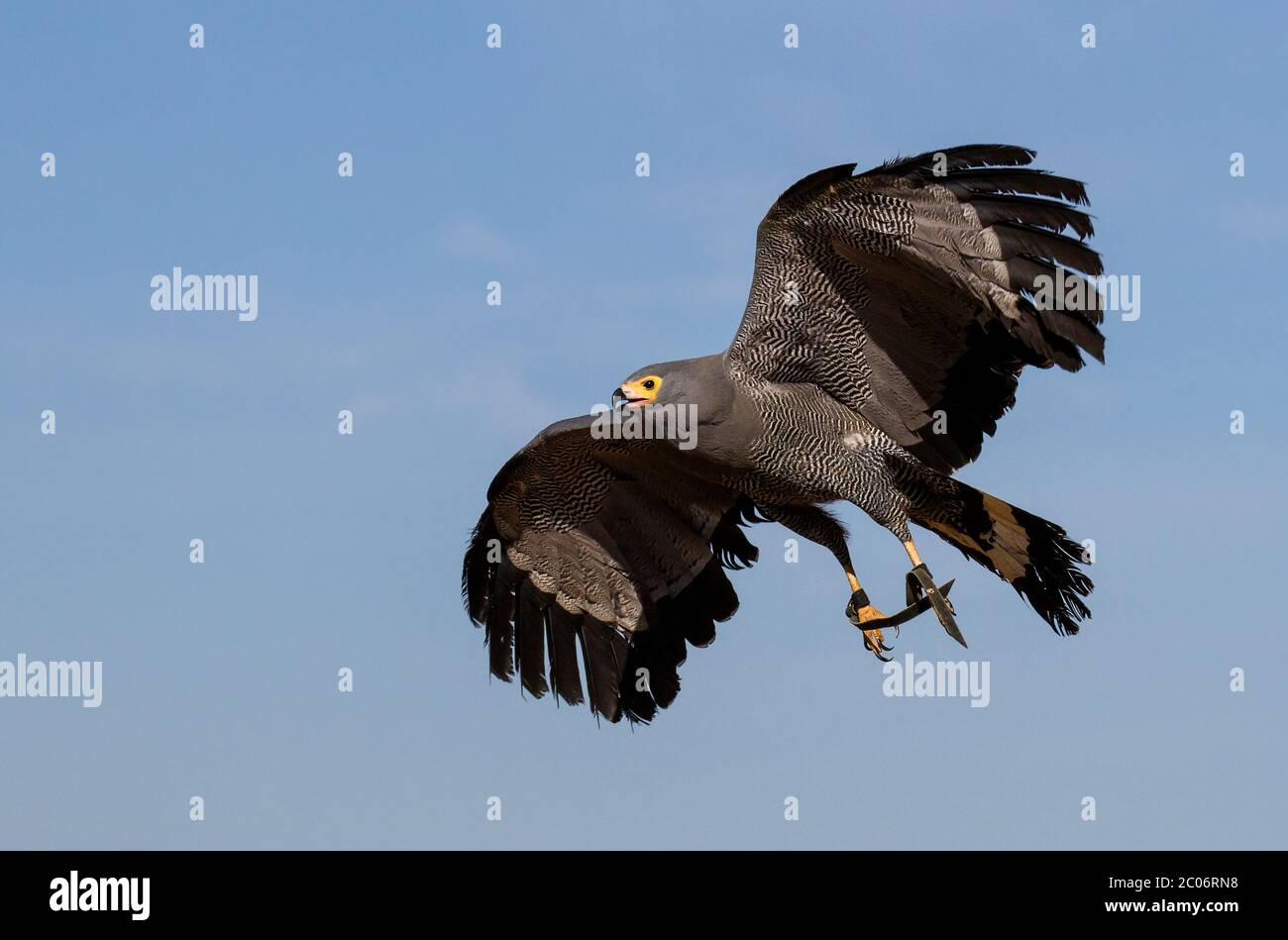 bird of prey in flight Stock Photo