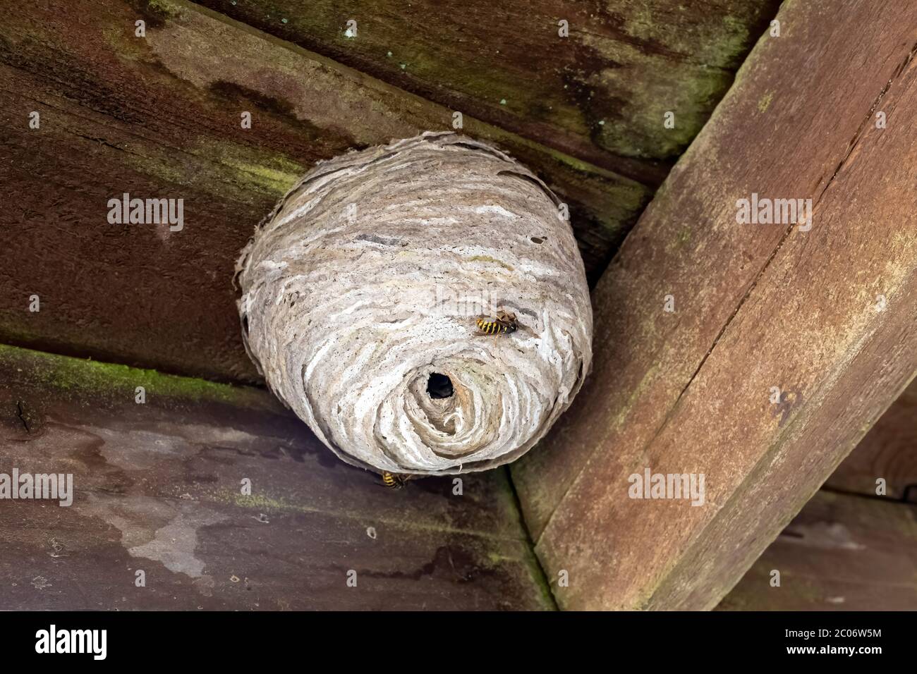 A wasp nest attached to a wooden structure Stock Photo - Alamy