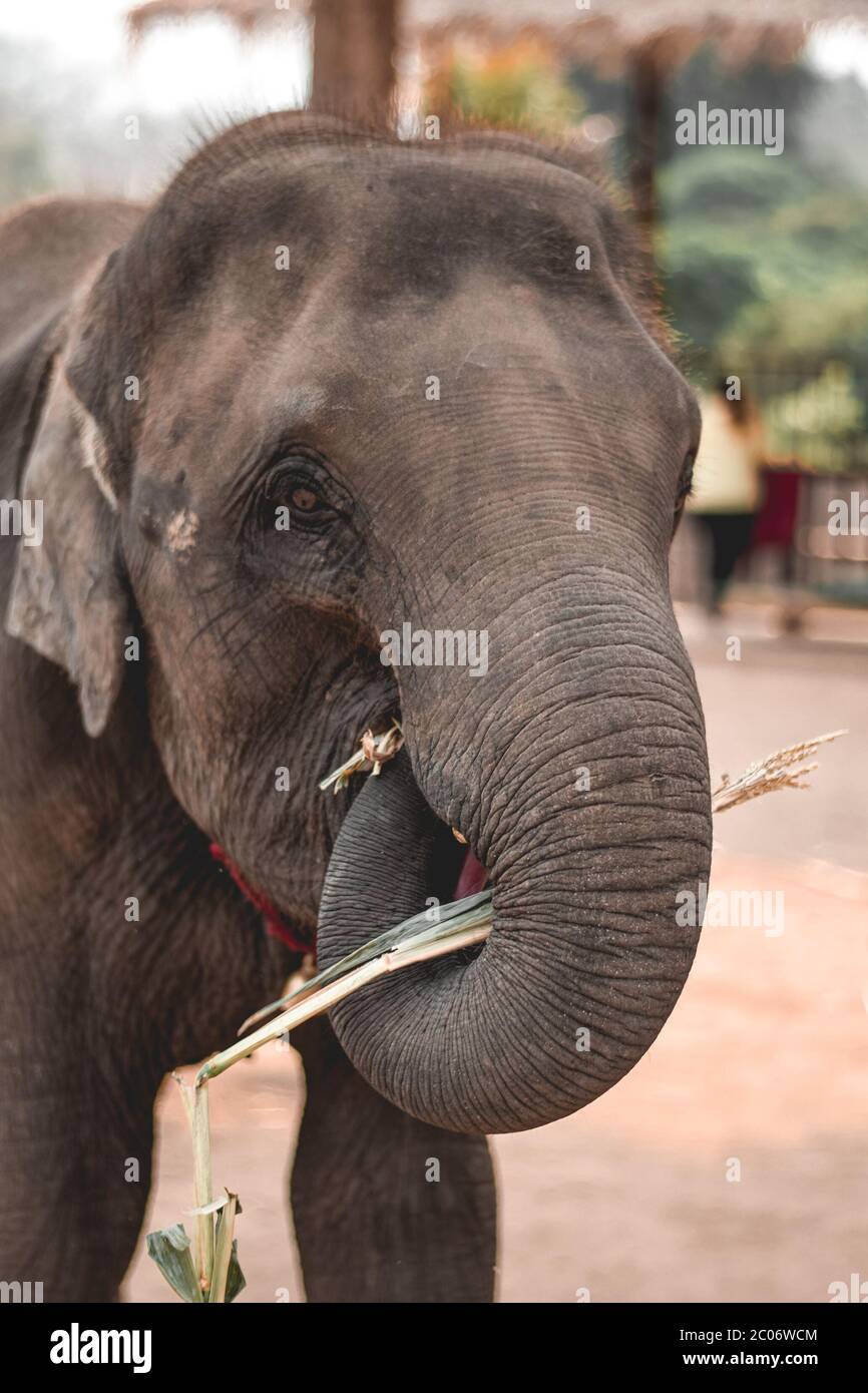 Young elephant feeding himself on sugarcane in Elephant Sanctuary Chiang Mai Thailand Stock Photo