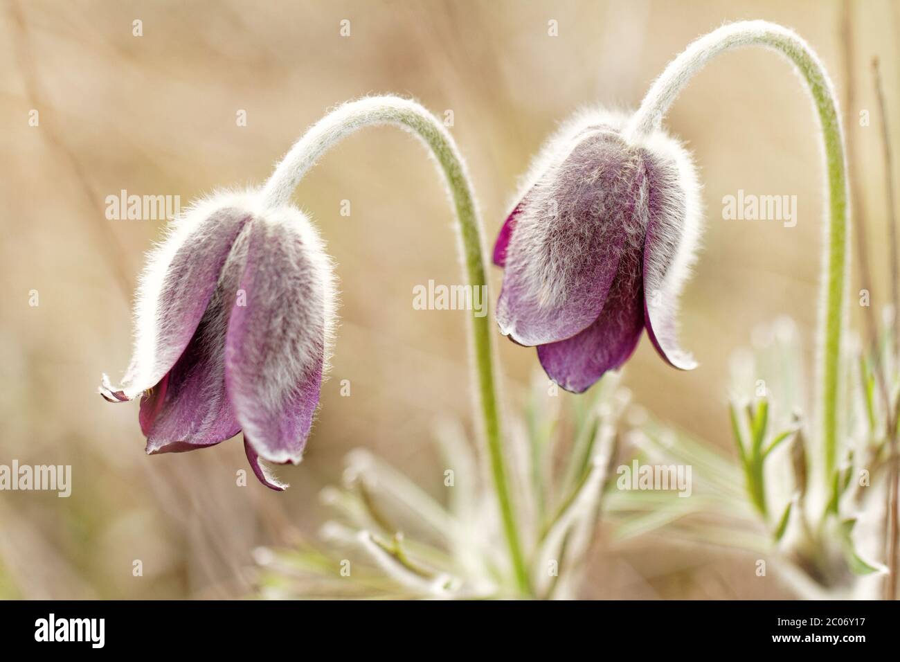 Beautiful purple flower at spring in the meadow Stock Photo - Alamy