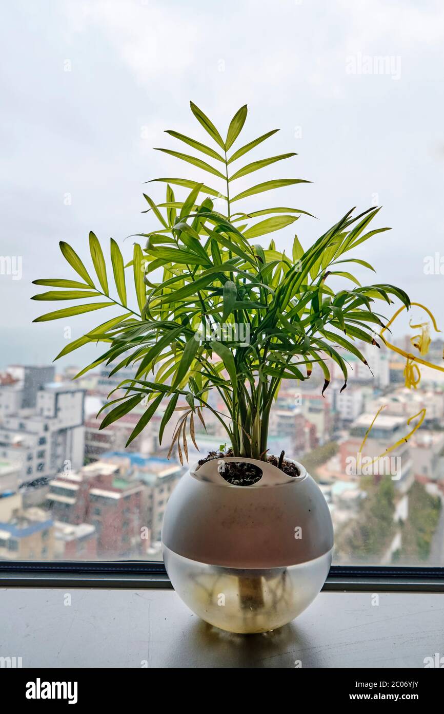 Potted Plants on a Window Sill in an Urban Apartment Stock Photo - Alamy