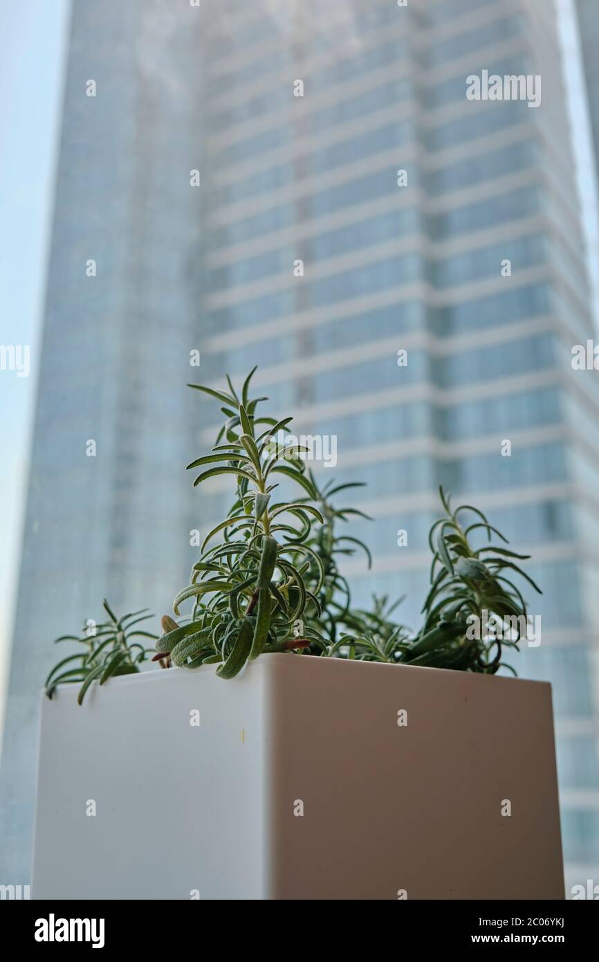 Potted Plants on a Window Sill in an Urban Apartment Stock Photo - Alamy