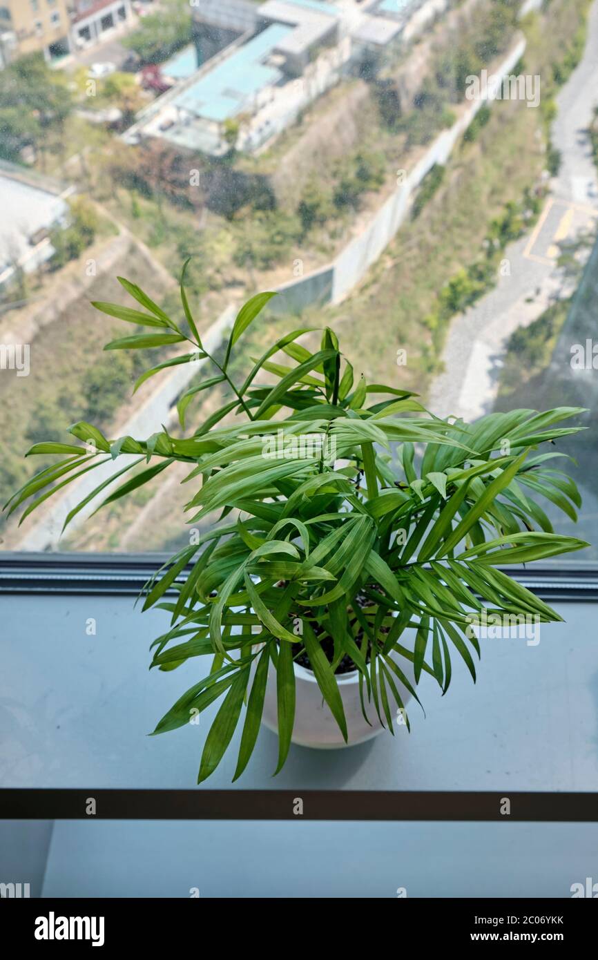 Potted Plants on a Window Sill in an Urban Apartment Stock Photo - Alamy
