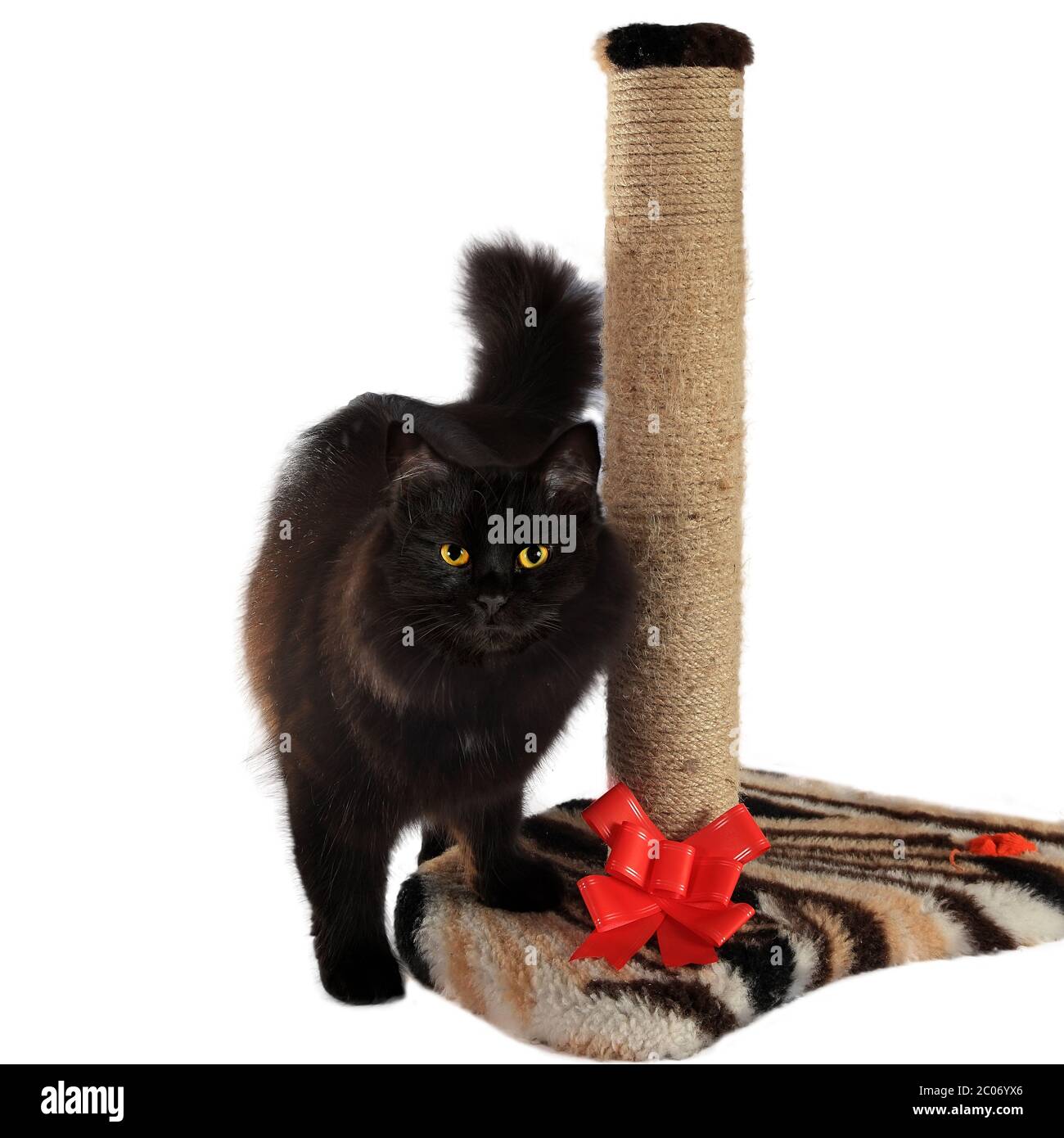 Black cat cheap scratch post