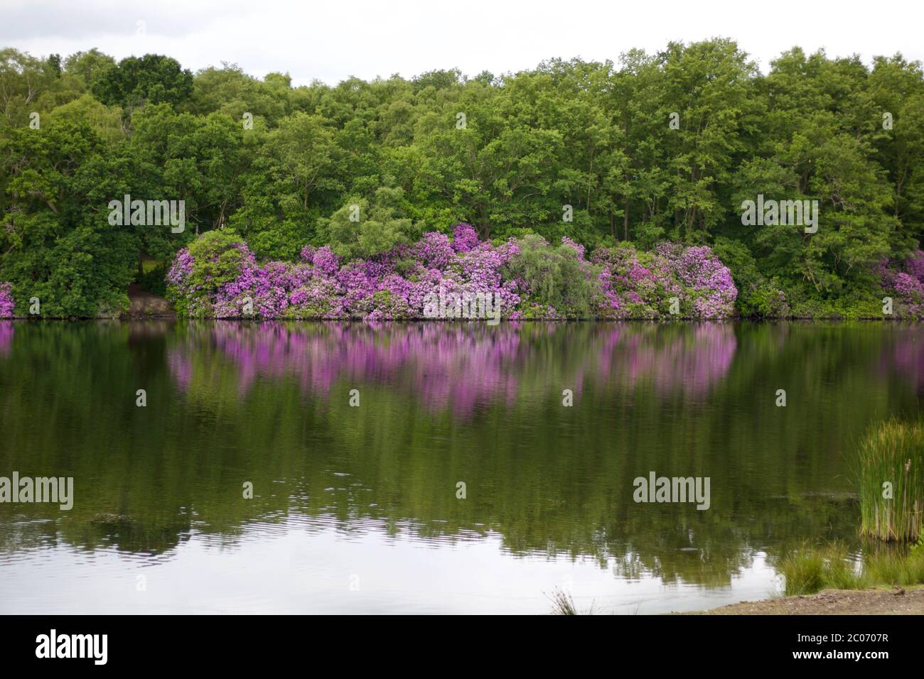 Beautiful lakeside scene showing trees and rhododendrons reflected in water Stock Photo