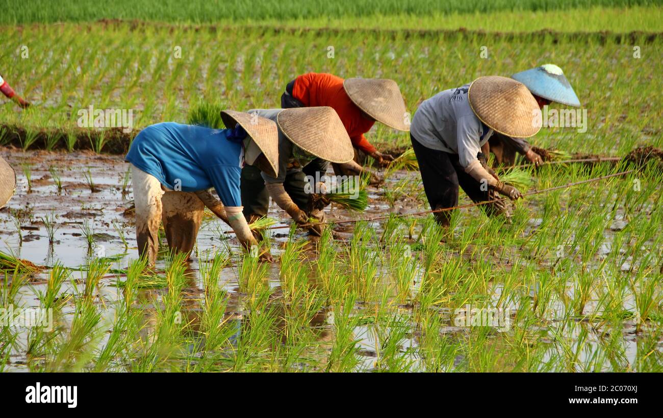 Farmers grow rice in the rainy season. They were soaked with water and ...