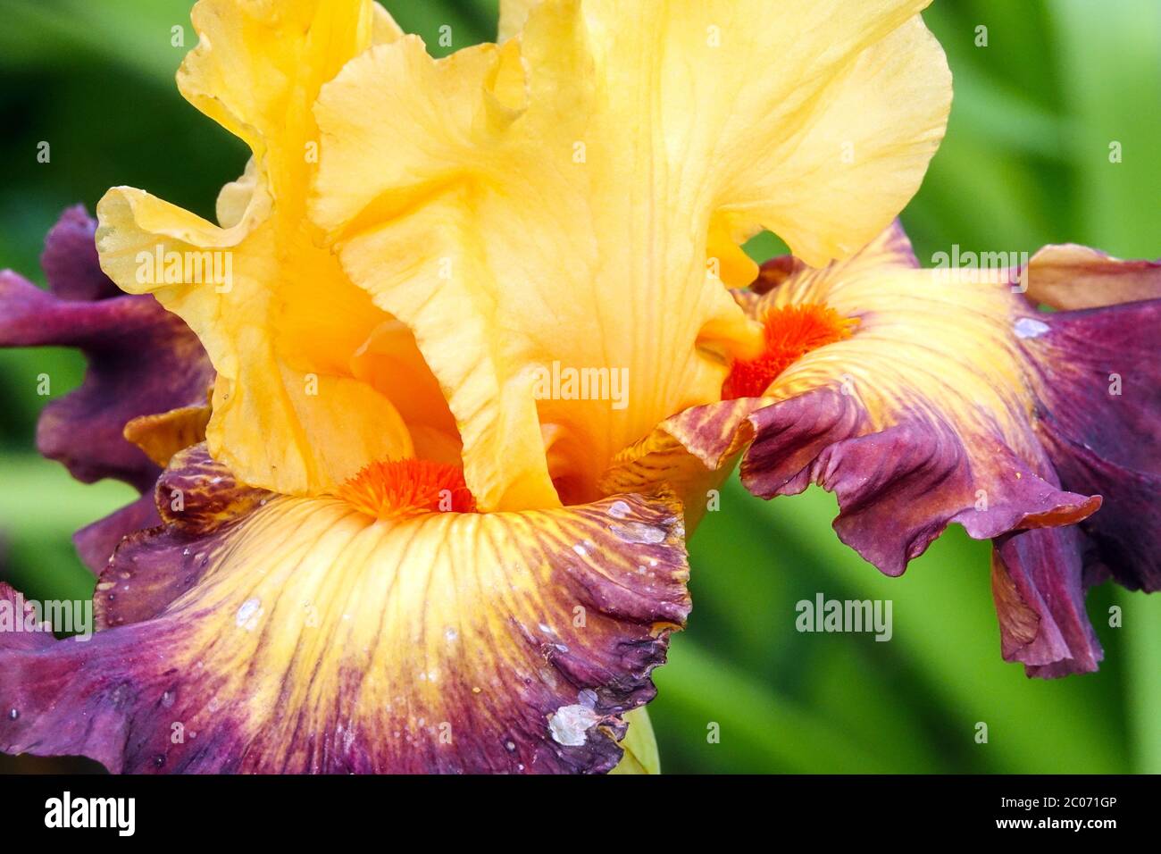 Iris Jazz Band Tall bearded iris Stock Photo - Alamy