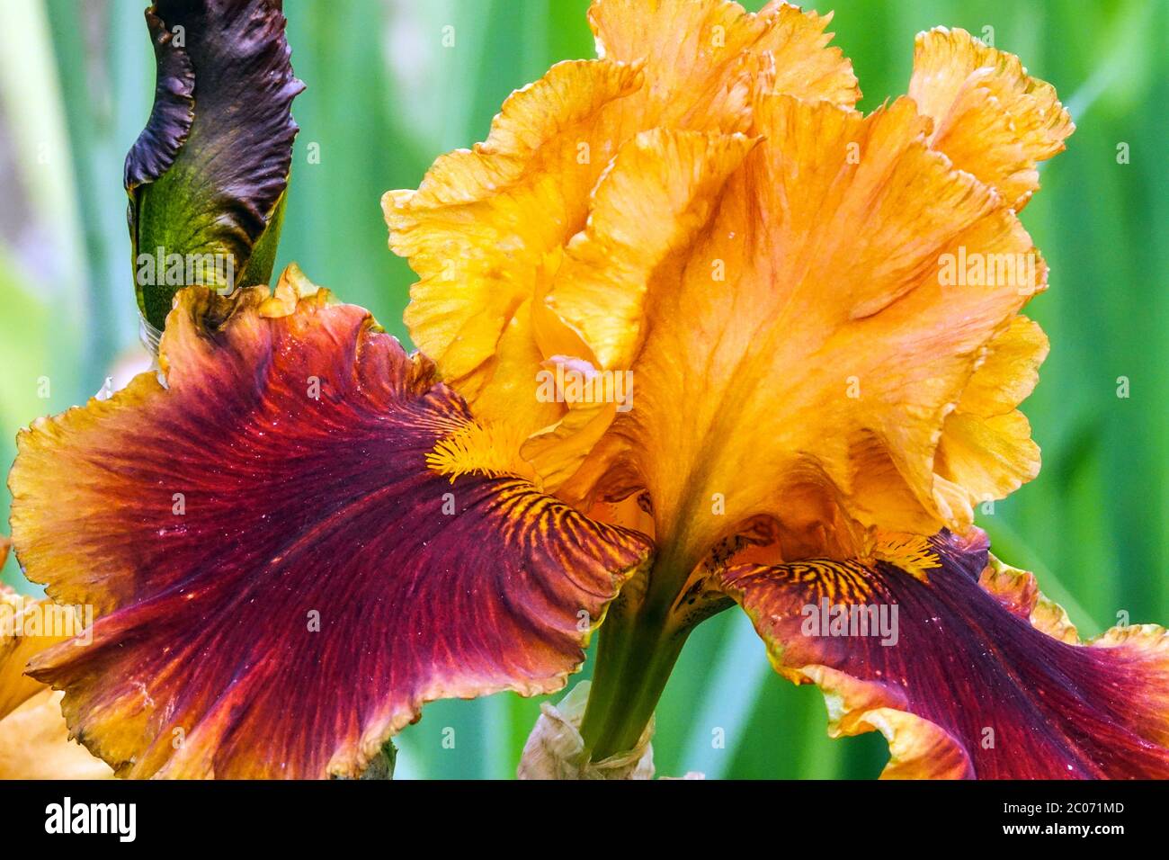 Orange Iris flower 'Apollodorus' Tall bearded iris Stock Photo