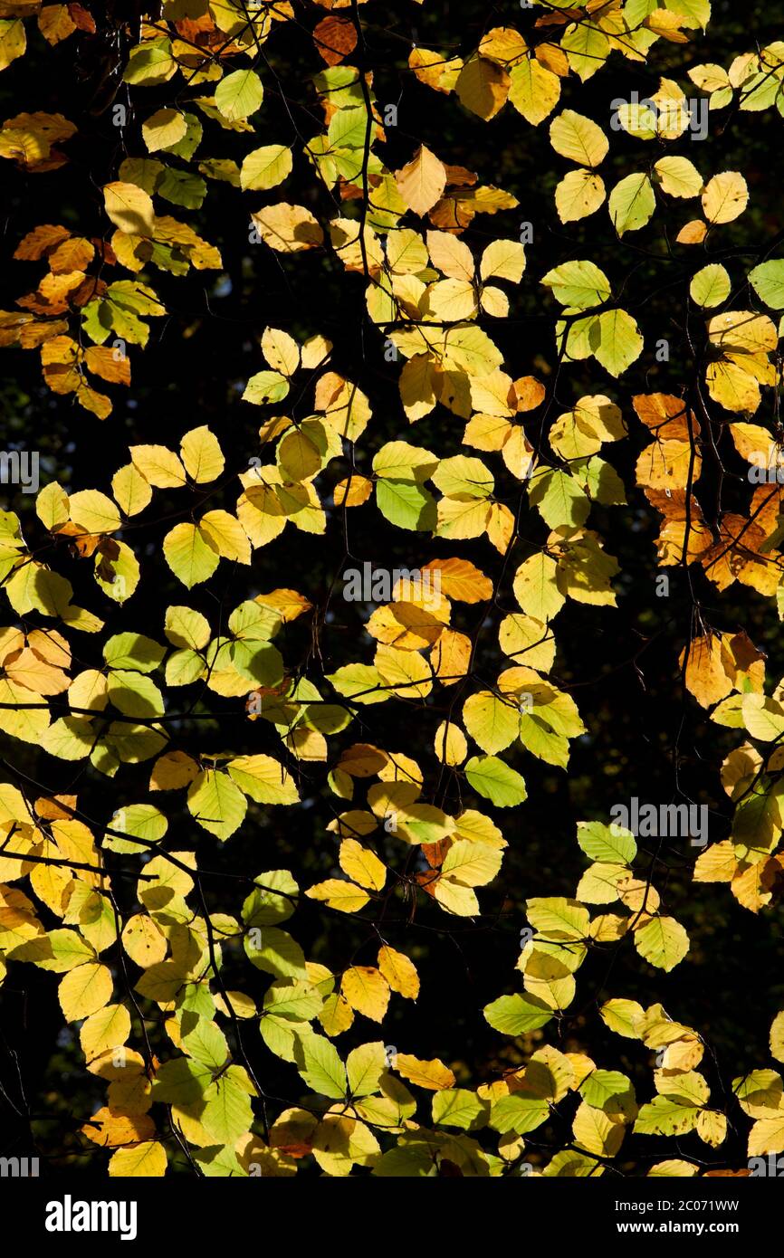 Autumnal Beech tree leaves Stock Photo