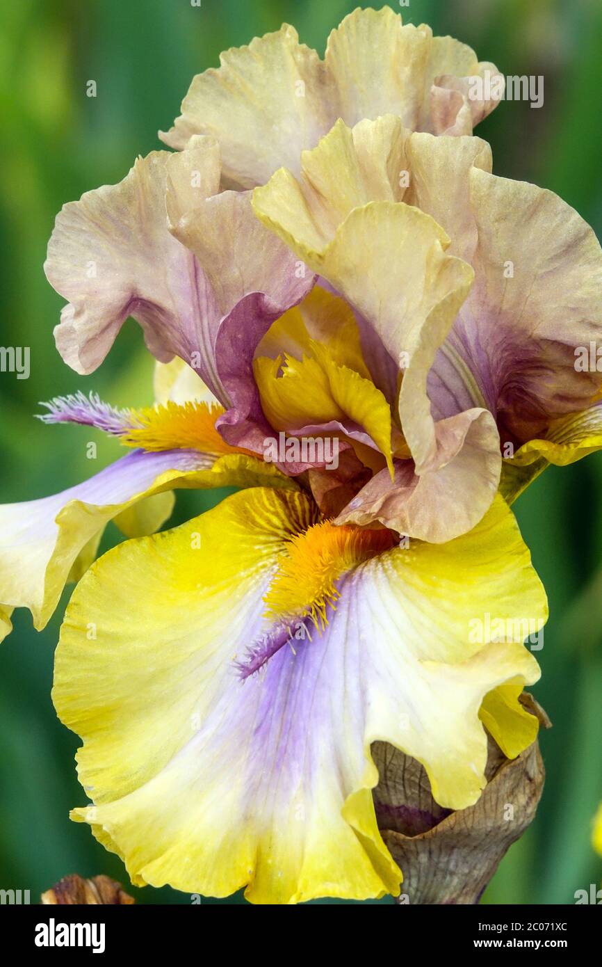 Yellow white pastel colors Tall bearded Iris flower 'Karibik' Creamy colorful large bloom Stock Photo