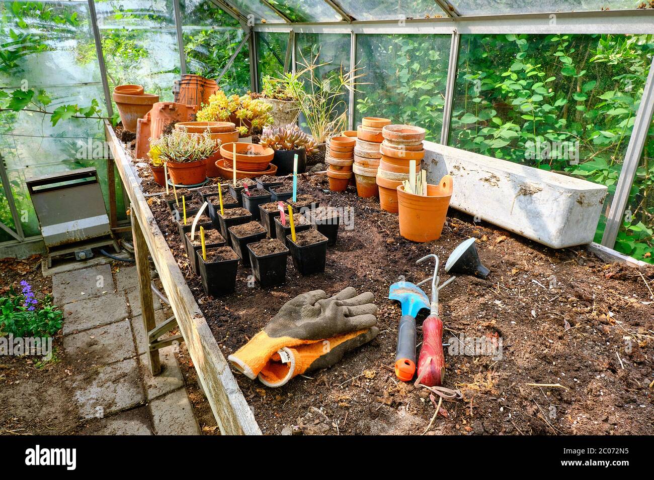 Small pots with plugs on a table for planting plant seeds in glass greenhouse. Vegetables or hurbs for kitchen garden on the window. Colorfull pots. Stock Photo