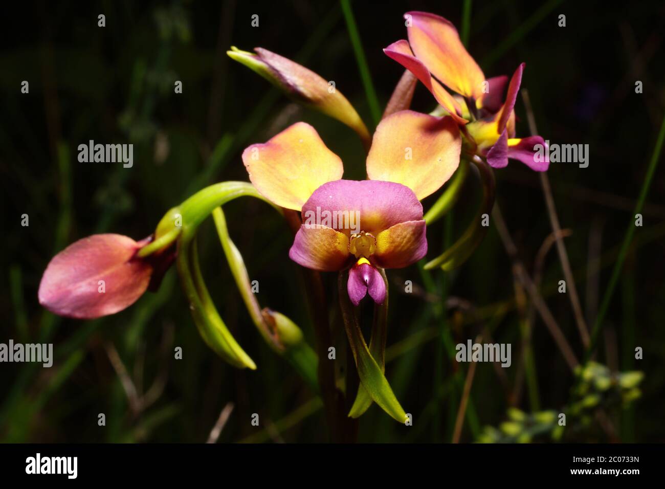Flowers of Diuris longifolia, the purple Pansy Orchid, frontal view, natural background Stock Photo