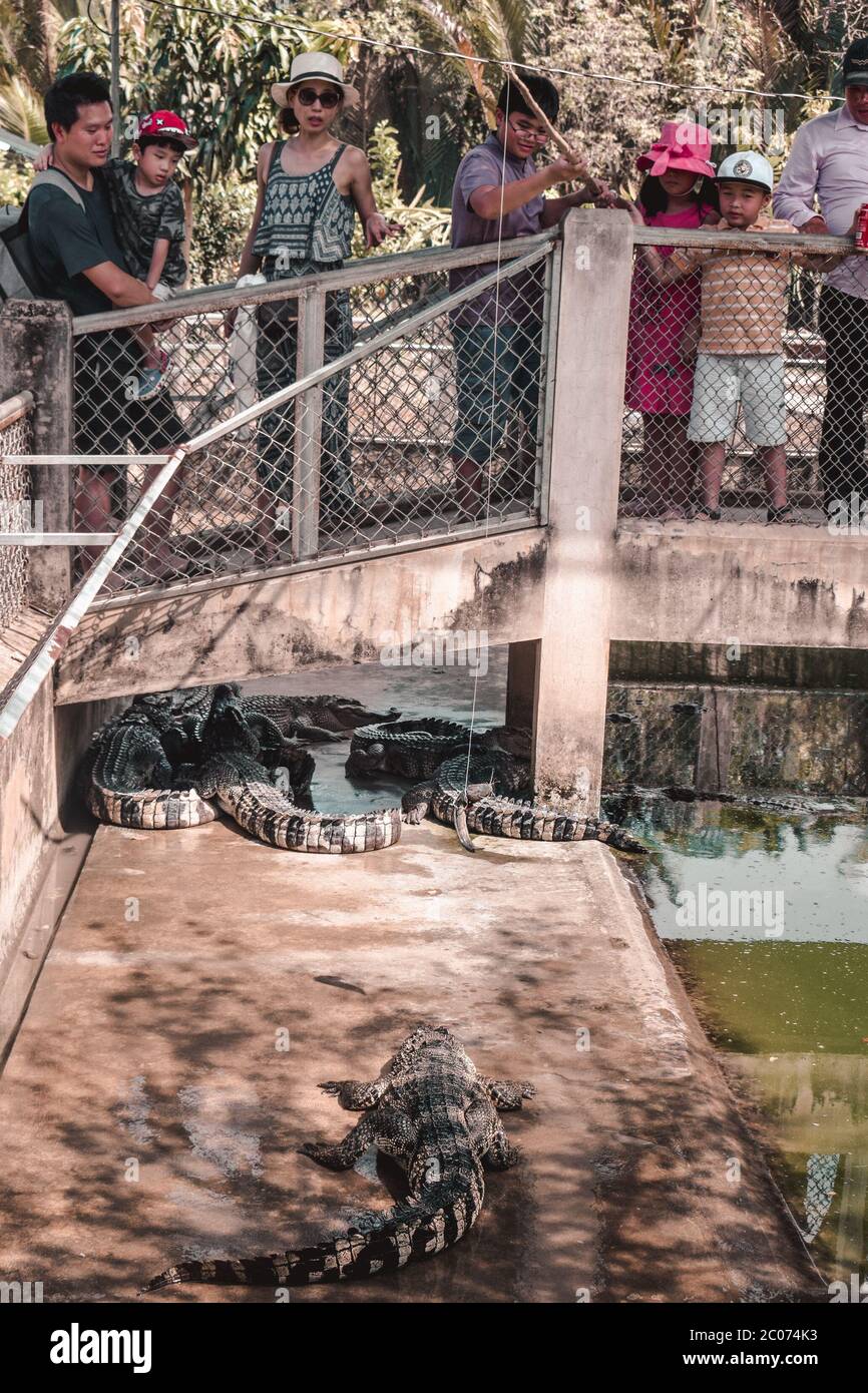 Tourists feeding alligators and crocodiles with a fishing rod in Mekong Delta Vietnam Stock Photo
