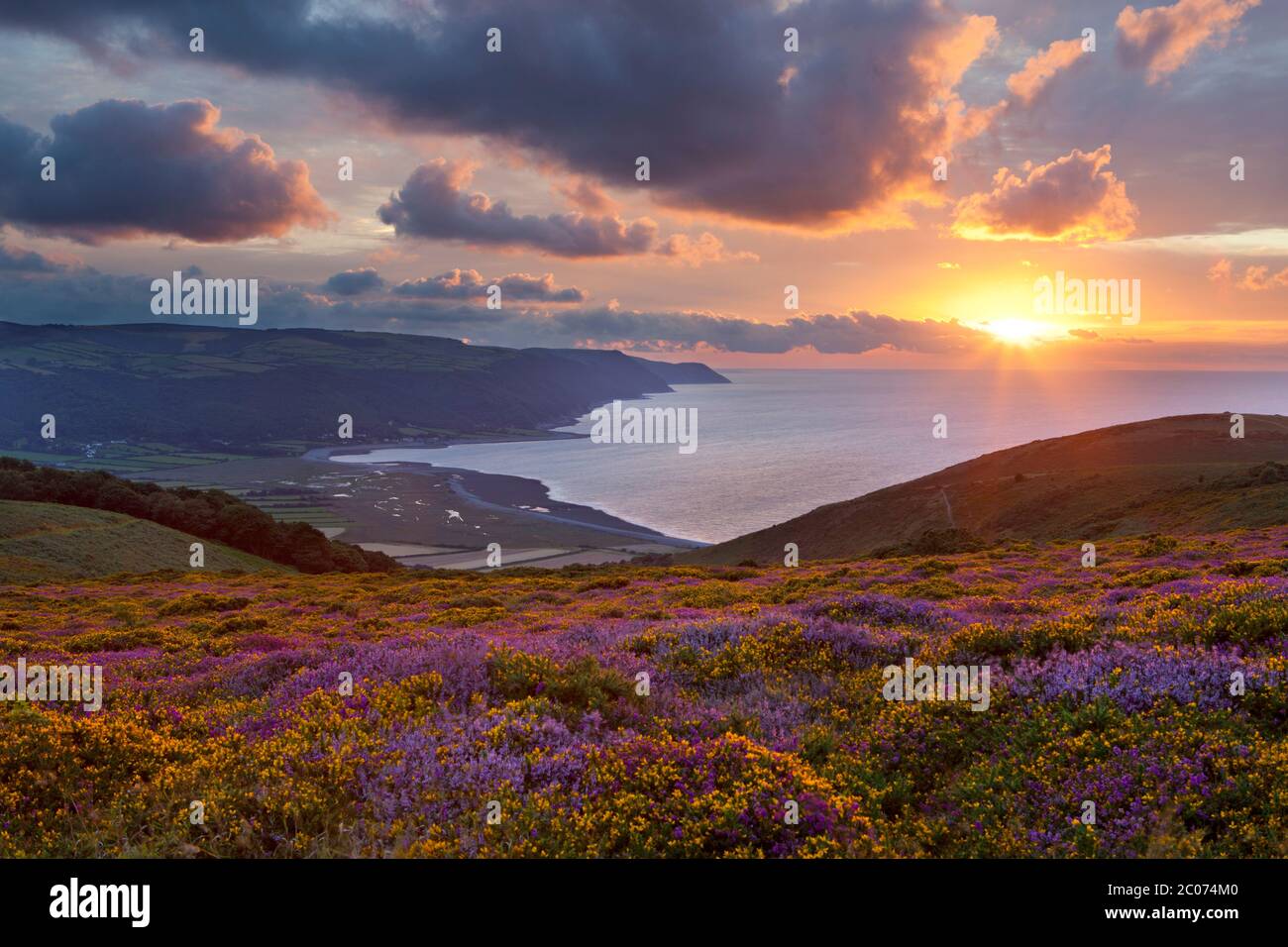 Sunset over Porlock Bay and Exmoor National Park with heather and gorse in foreground, Porlock, Somerset, England, United Kingdom Stock Photo