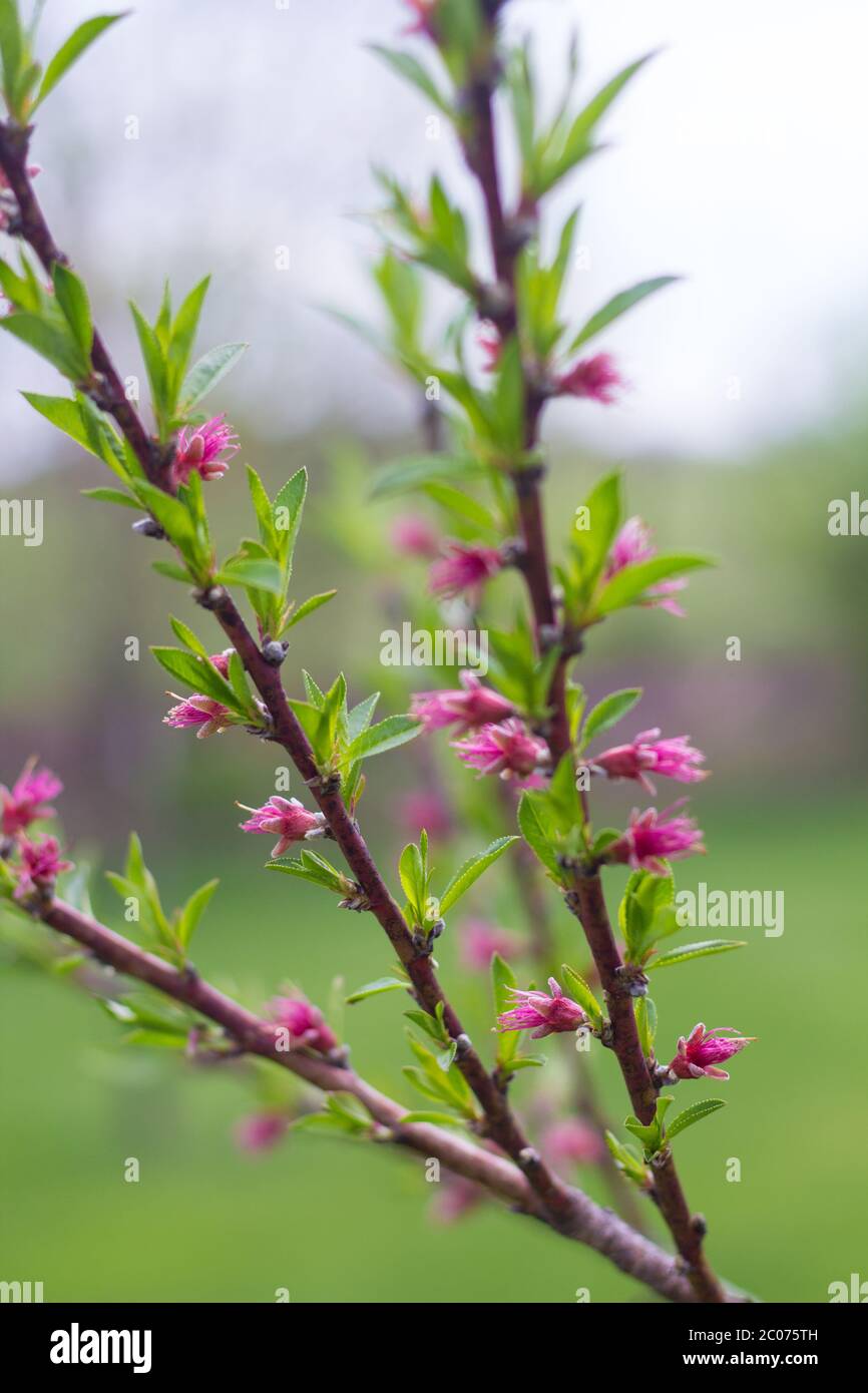 Blooming Peach Tree Branches Stock Photo Alamy