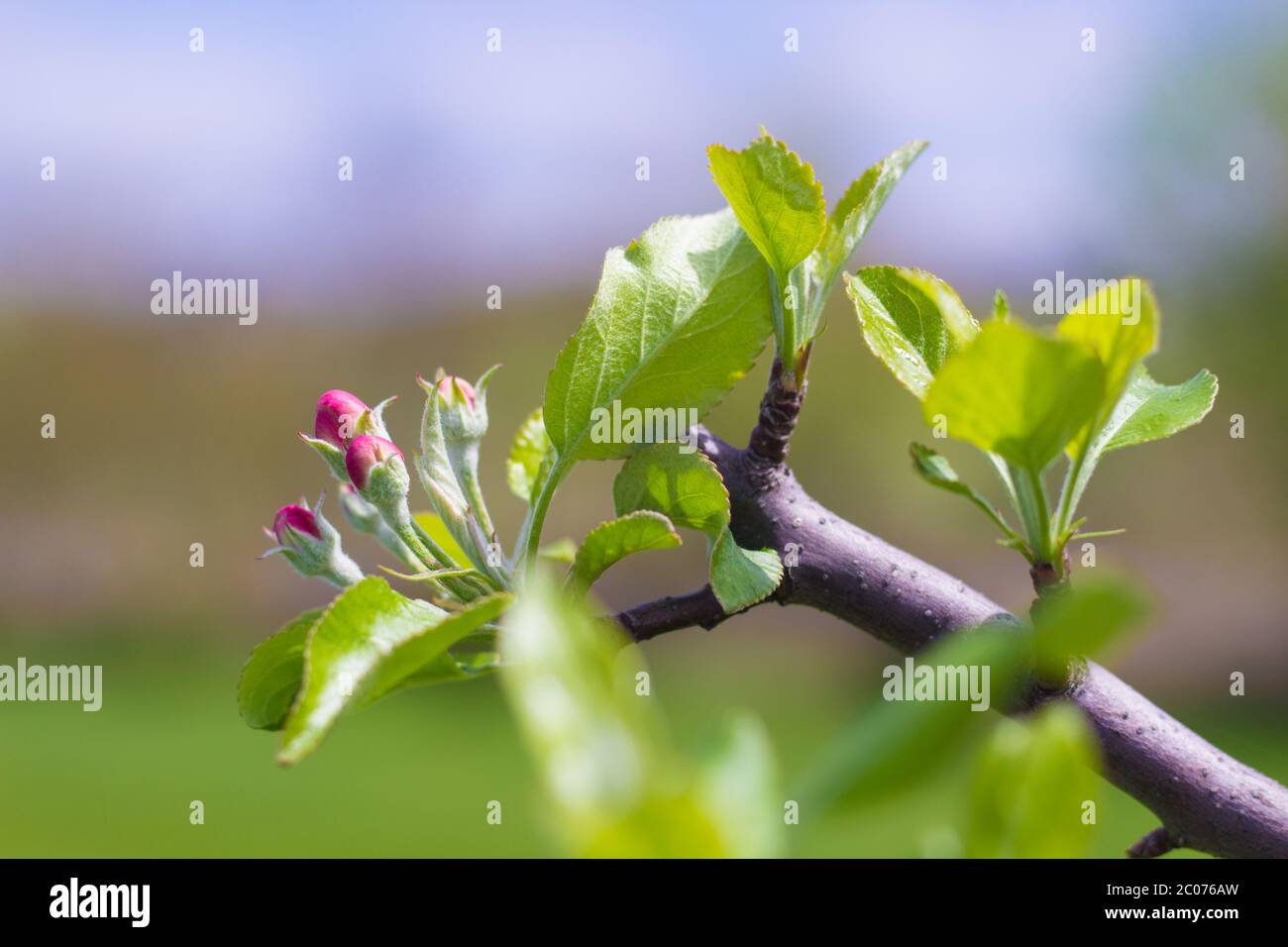 Blooming Apple Tree after Pruning Stock Photo Alamy