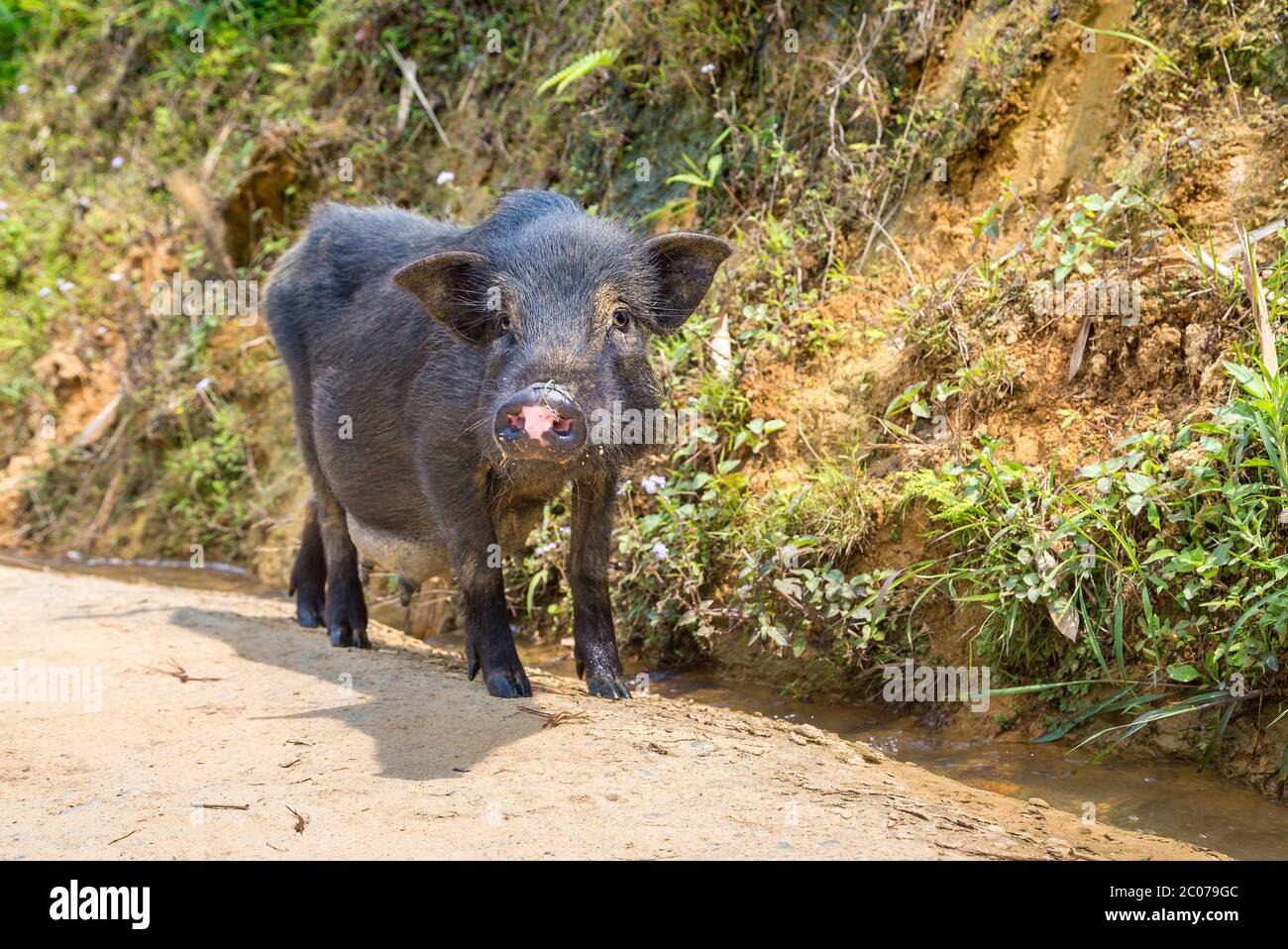 Black pig in Sapa, Lao Cai, Vietnam in a summer day Stock Photo