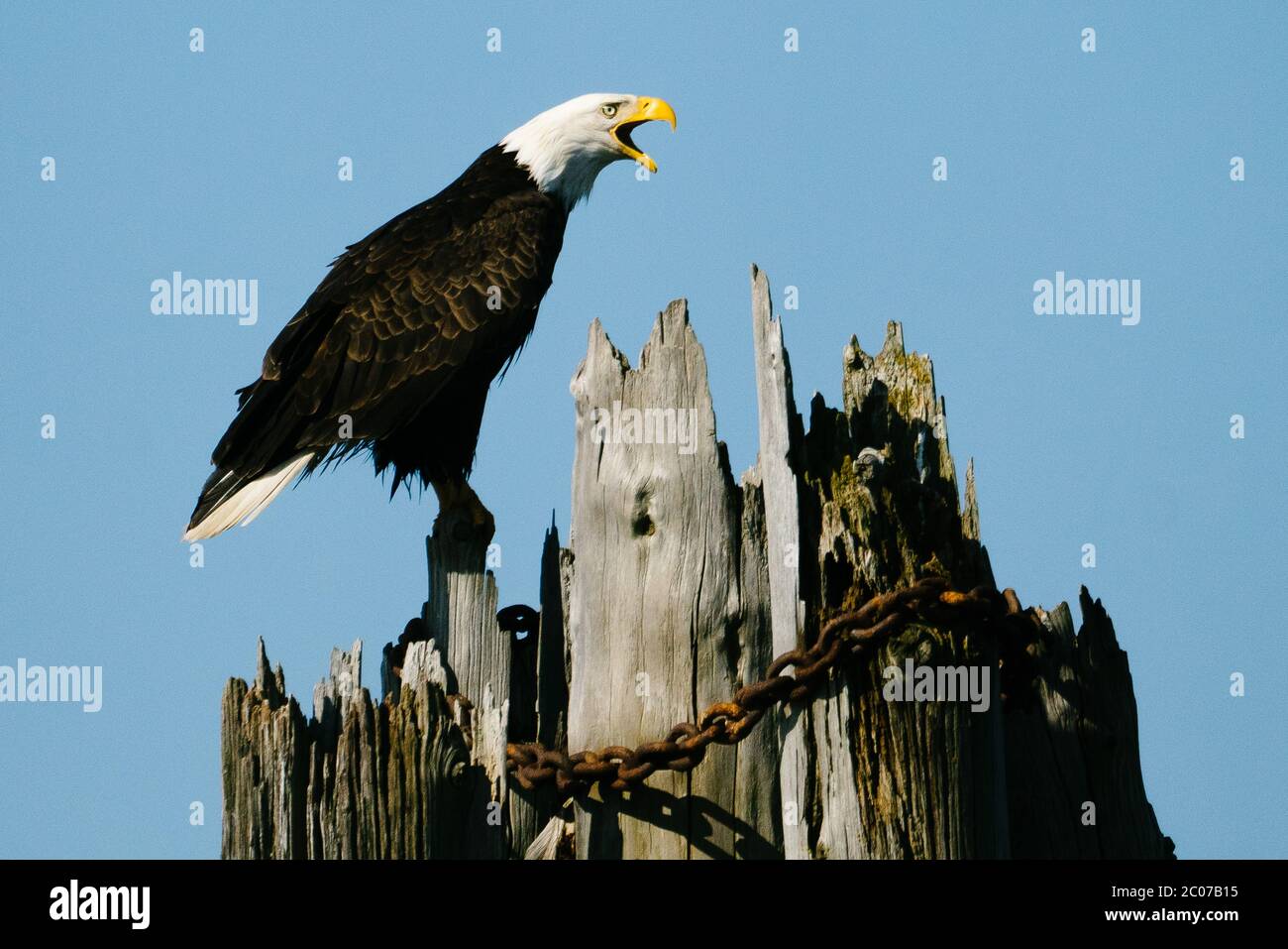 Profile of an adult bald eagle calling while standing on a post Stock Photo