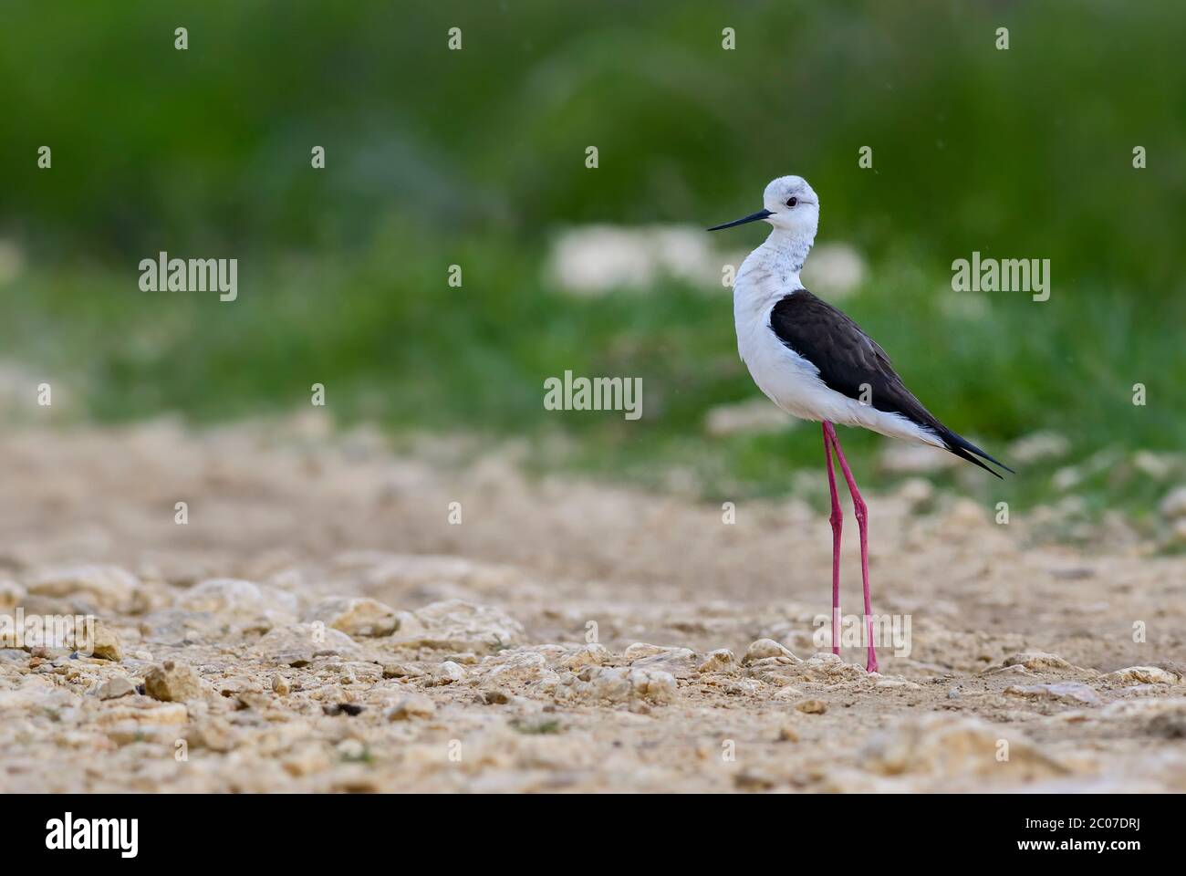 Long legged animals hi-res stock photography and images - Alamy