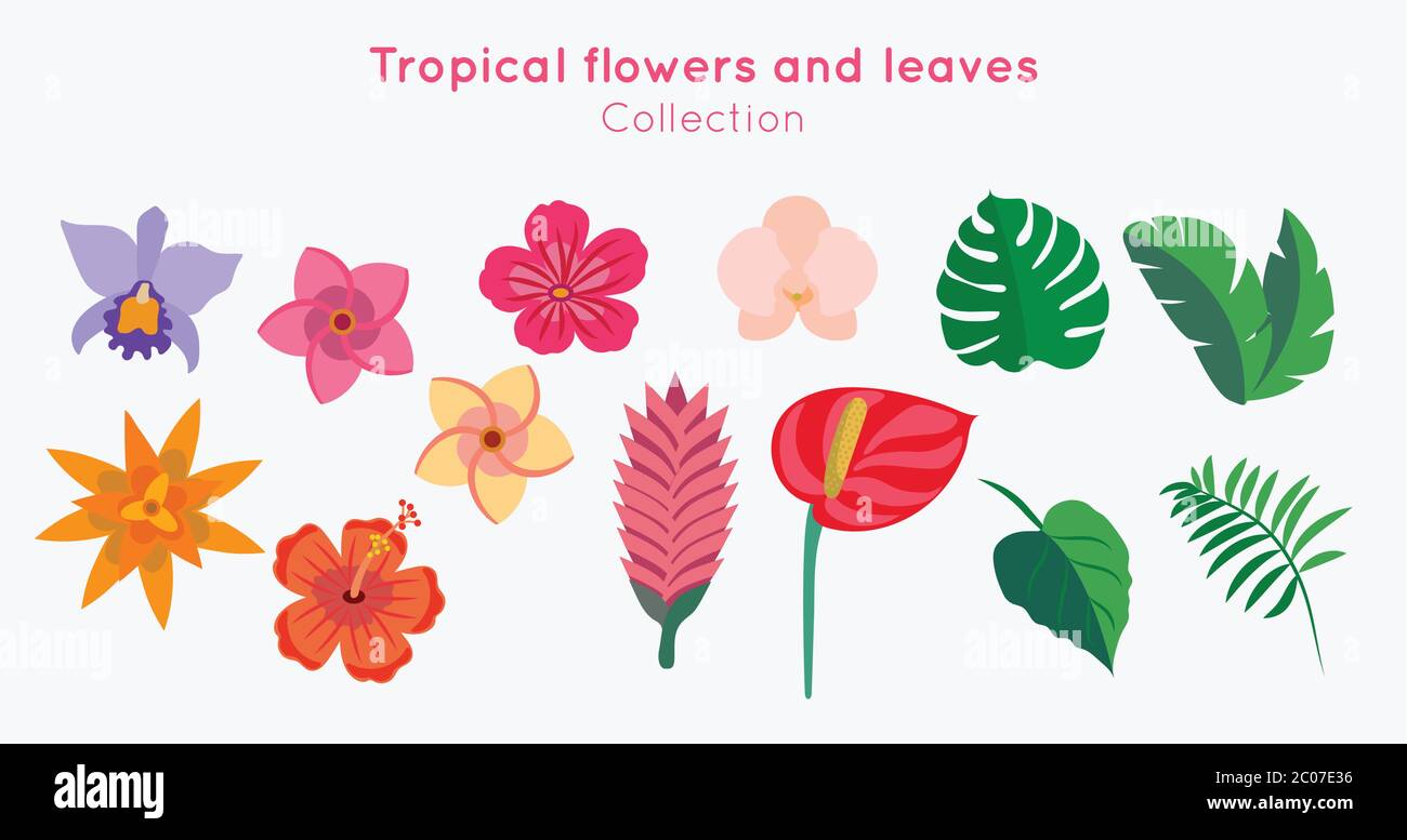 Tropical flowers and leaves collection - vector illustration design ...