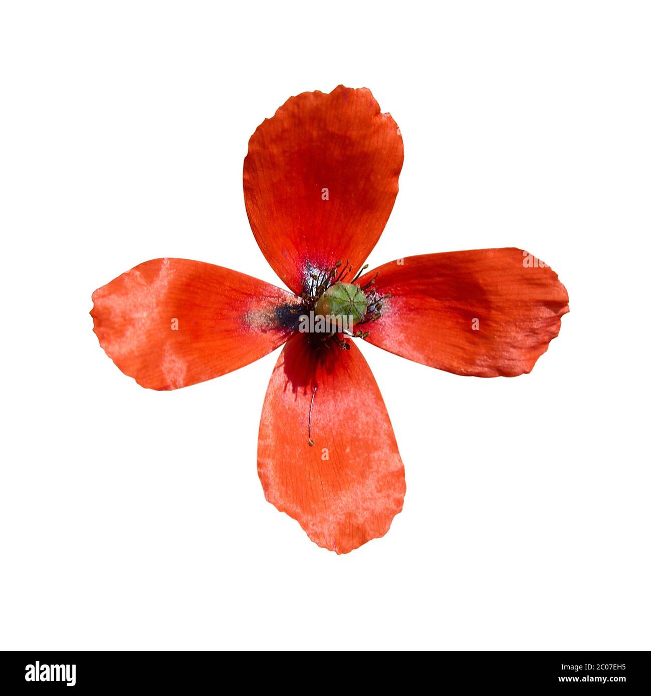 Wallpaper poppy Cut Out Stock Images & Pictures - Alamy