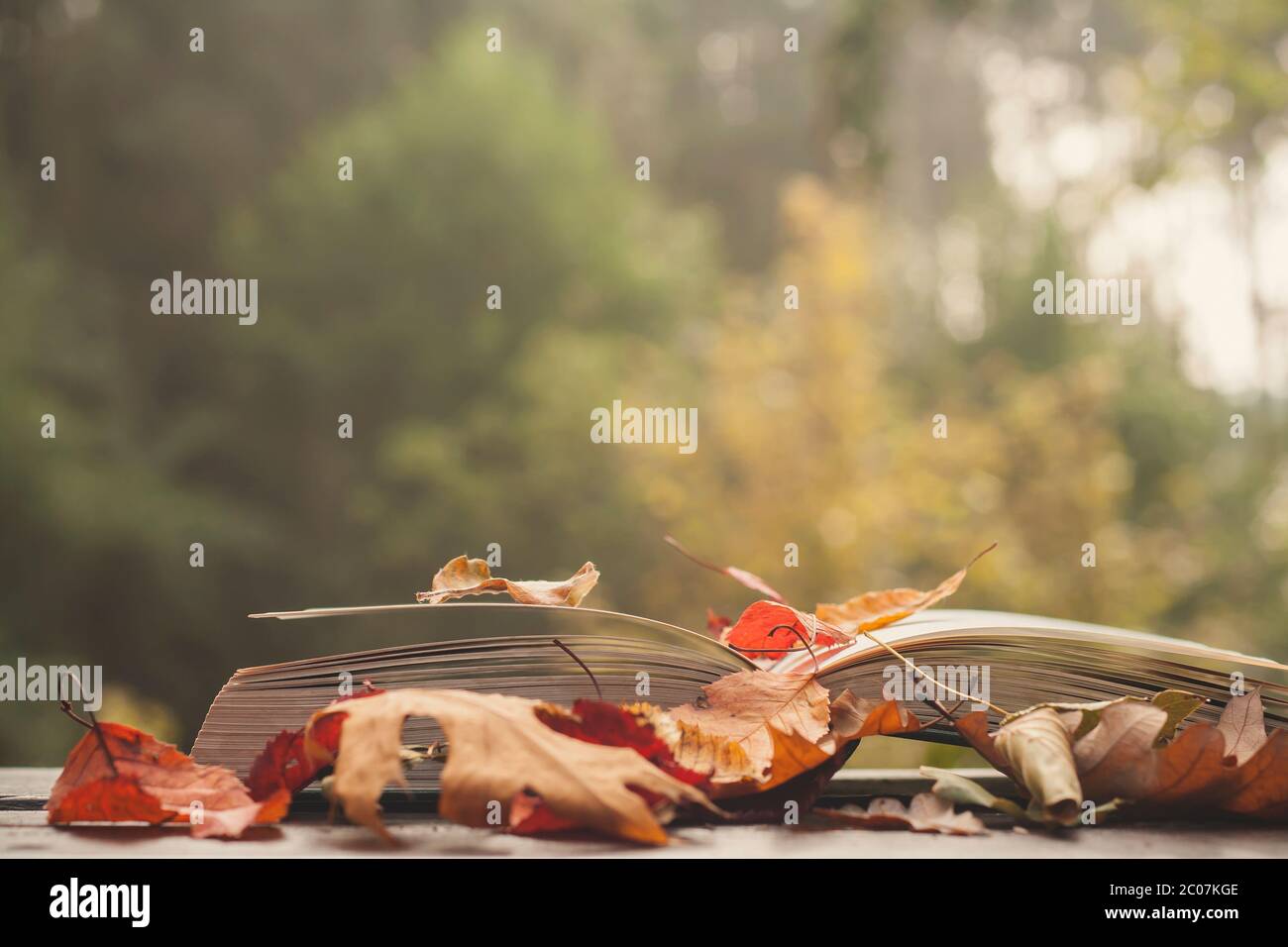 Open book covered of colorful autumnal fallen leaves Stock Photo - Alamy