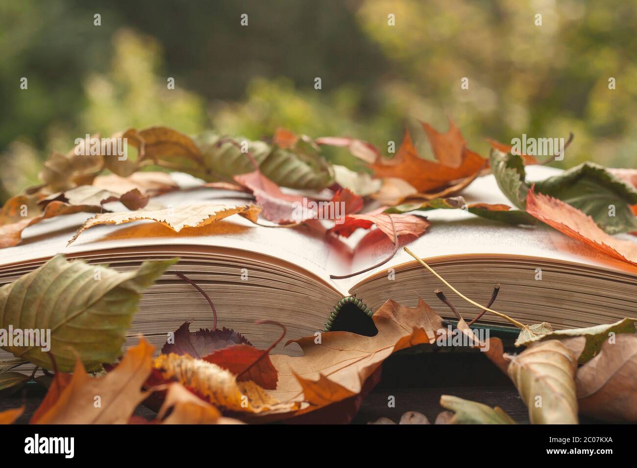 Open book covered of colorful autumnal fallen leaves Stock Photo - Alamy
