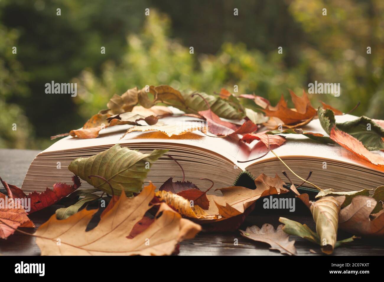 Open book covered of colorful autumnal fallen leaves Stock Photo - Alamy