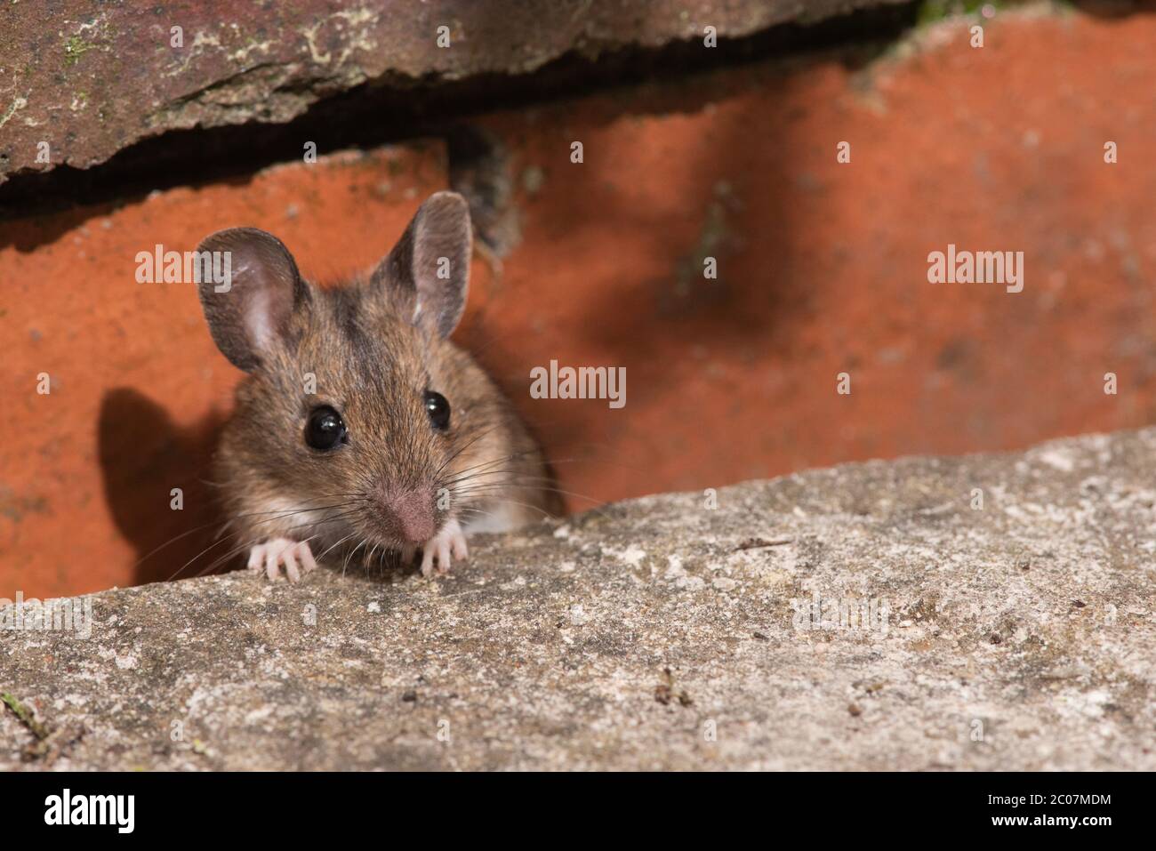 Creeping Mouse Stock Photo