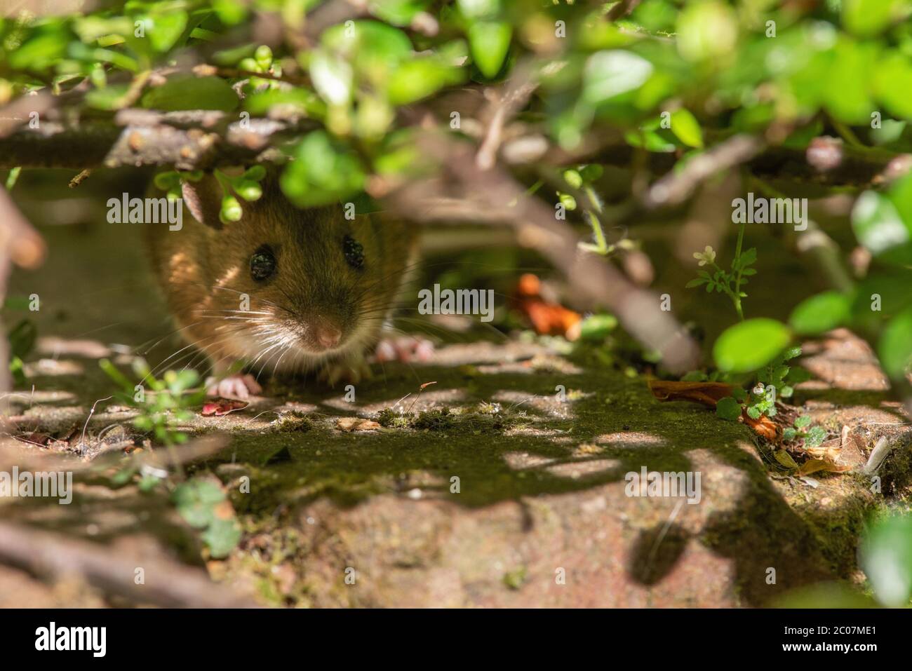Mouse in Hiding Stock Photo
