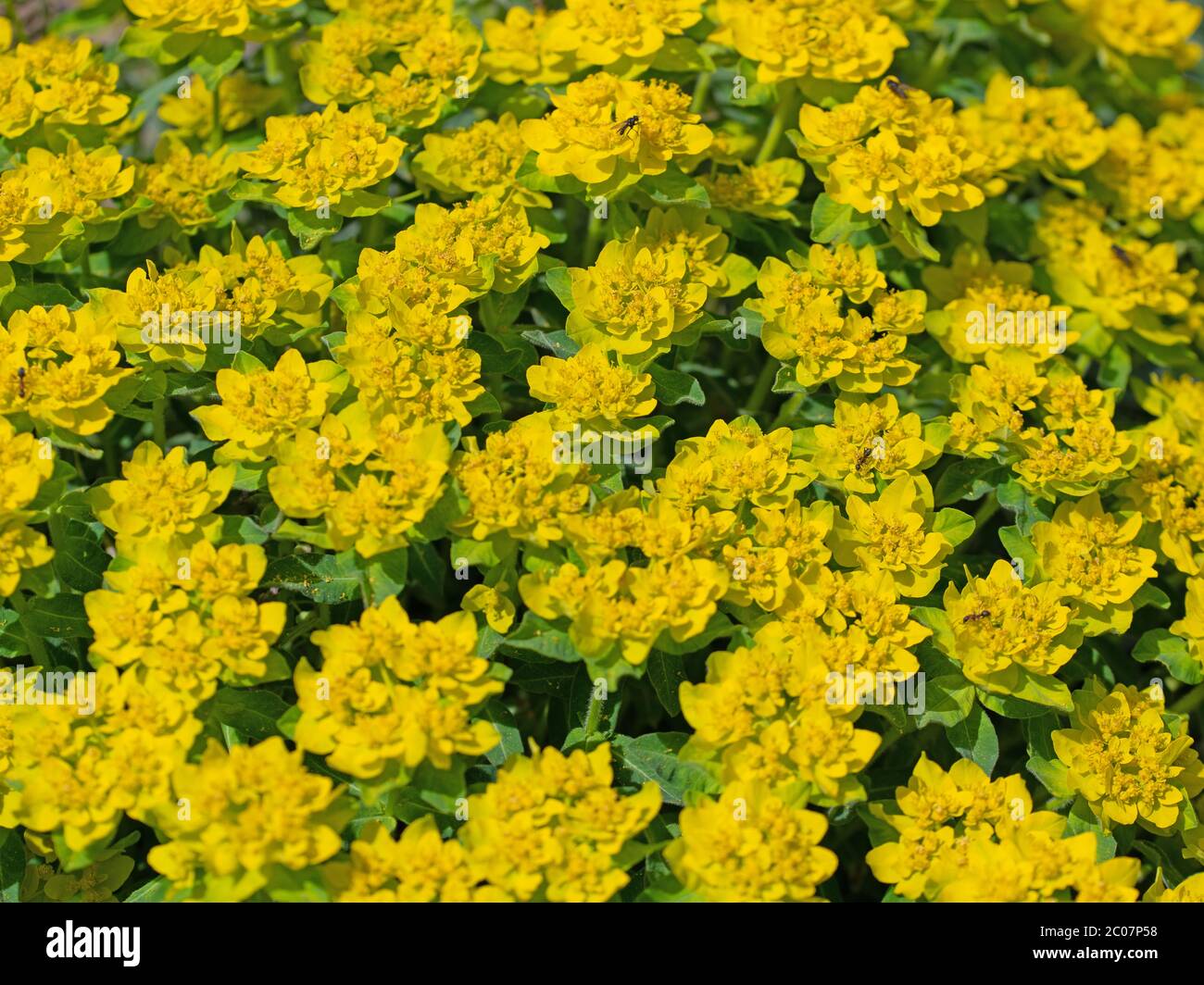 Blooming warts spurge, Euphorbia verrucosa, in spring Stock Photo