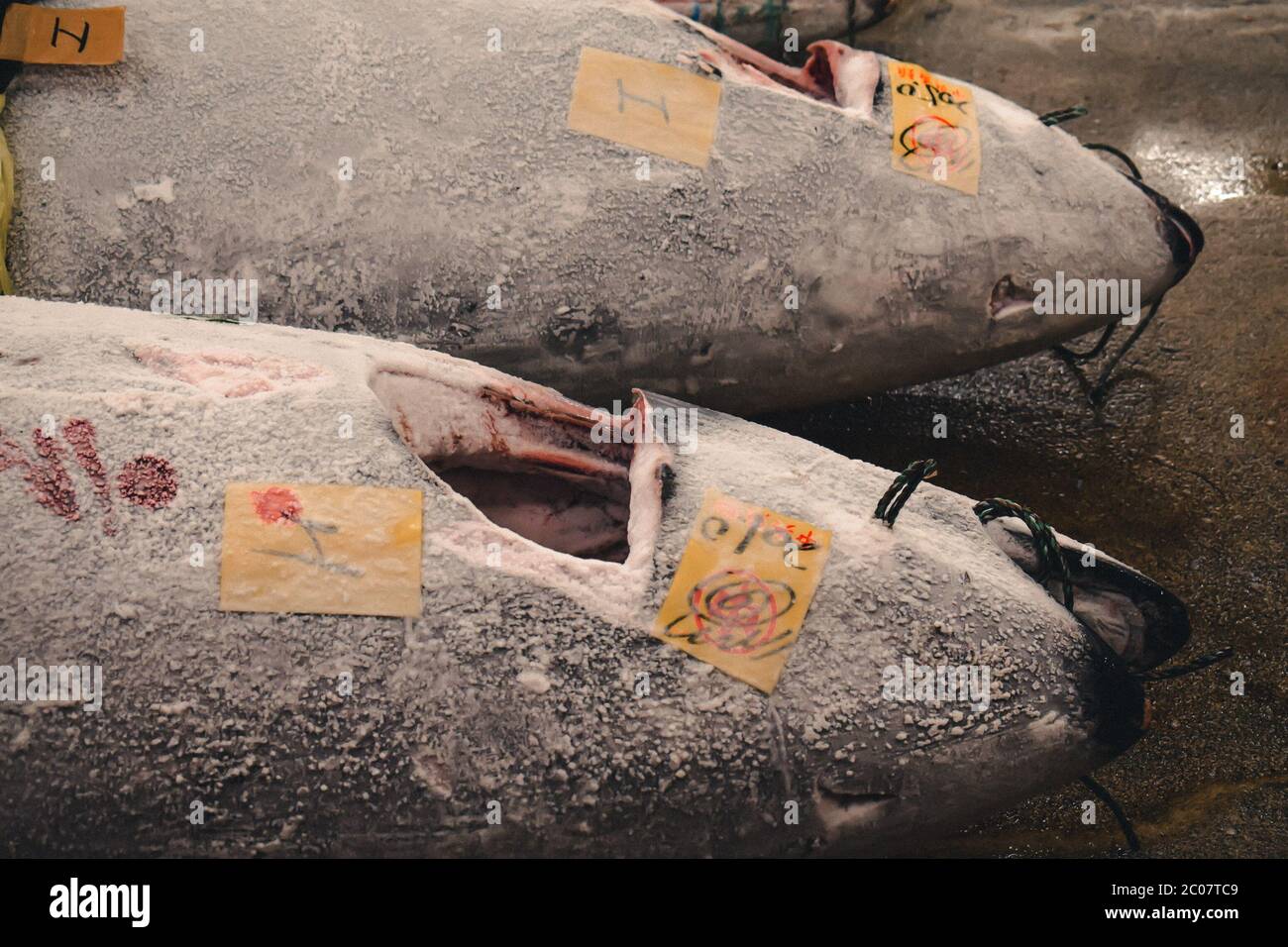 Close up shot of frozen tuna fish sold on the World's largest fish market in Tsukiji Tokyo in Japan Stock Photo