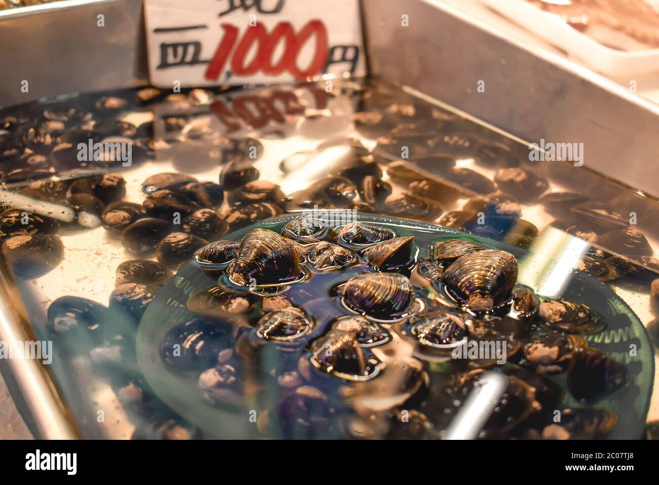 Fresh sea clams in water sold on a fish market in Kanazawa Japan Stock