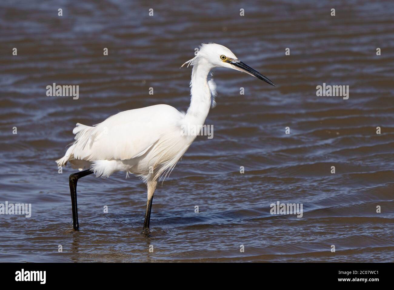 Little Egret Egretta Garzetta In Breeding Plumage Spring Stock Photo Alamy