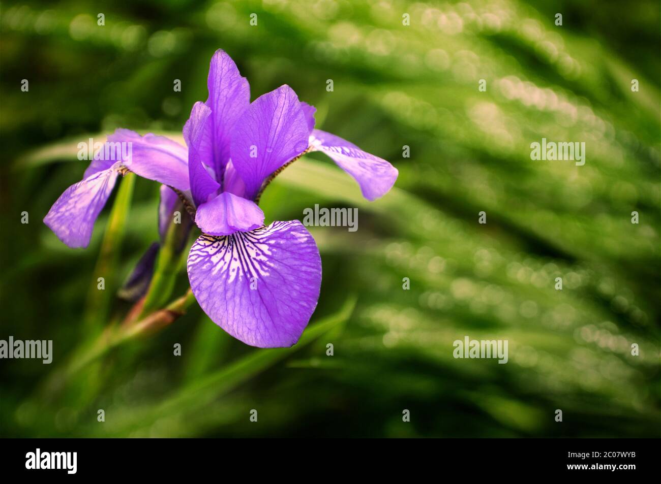 Wet blue Iris Sibirica flowers with drops after rain in the green grass Stock Photo