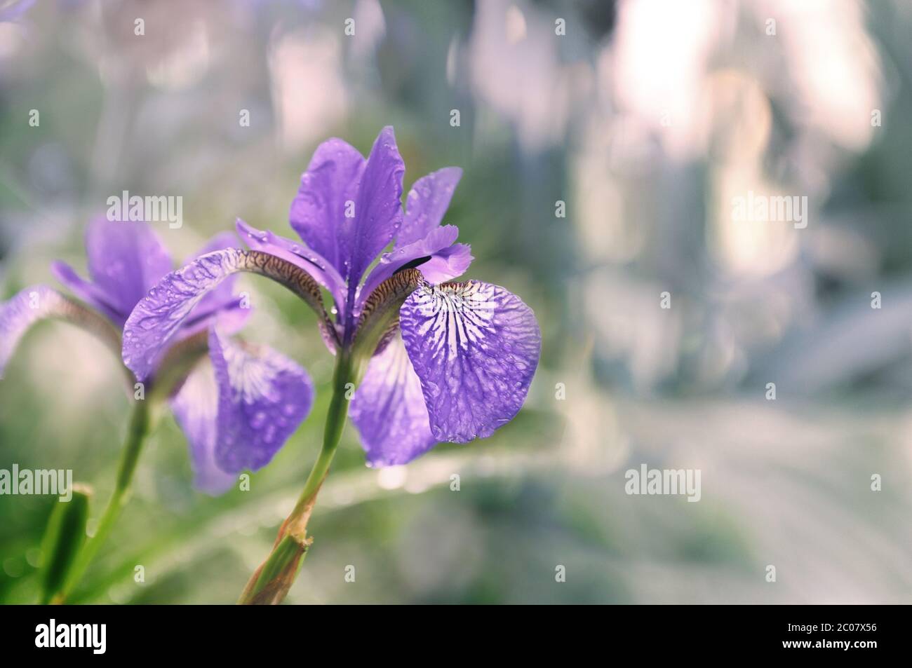 Wet blue Íris flower on blurred background of nature Stock Photo