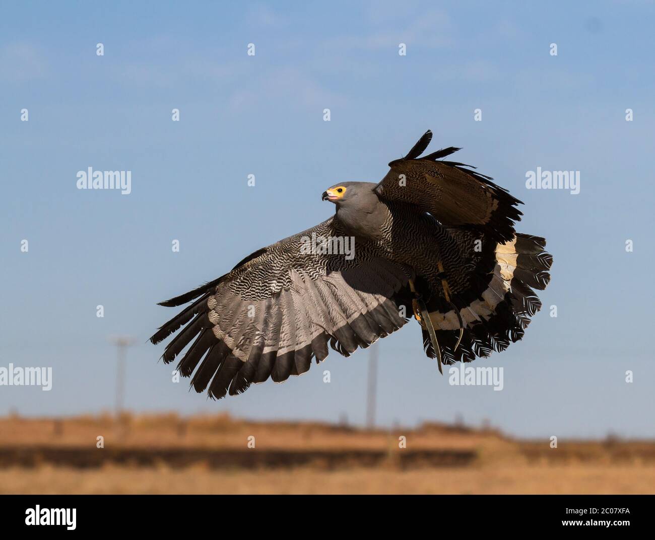 bird of prey in flight Stock Photo