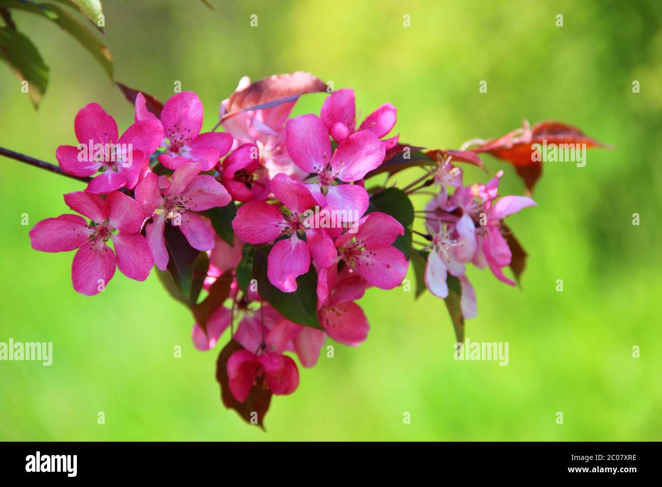 Branch of a tree of an apple-tree with pink colours on a green background Stock Photo