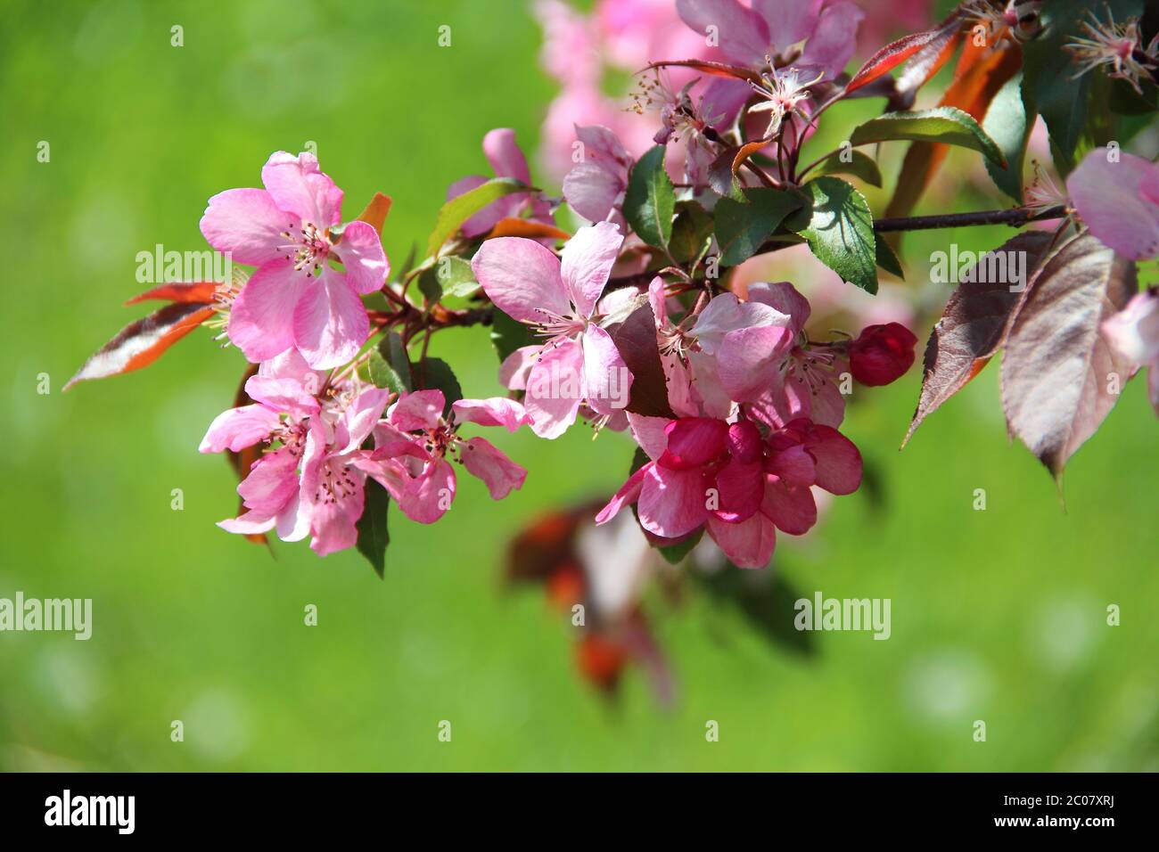 Branch of a tree with pink colours Stock Photo