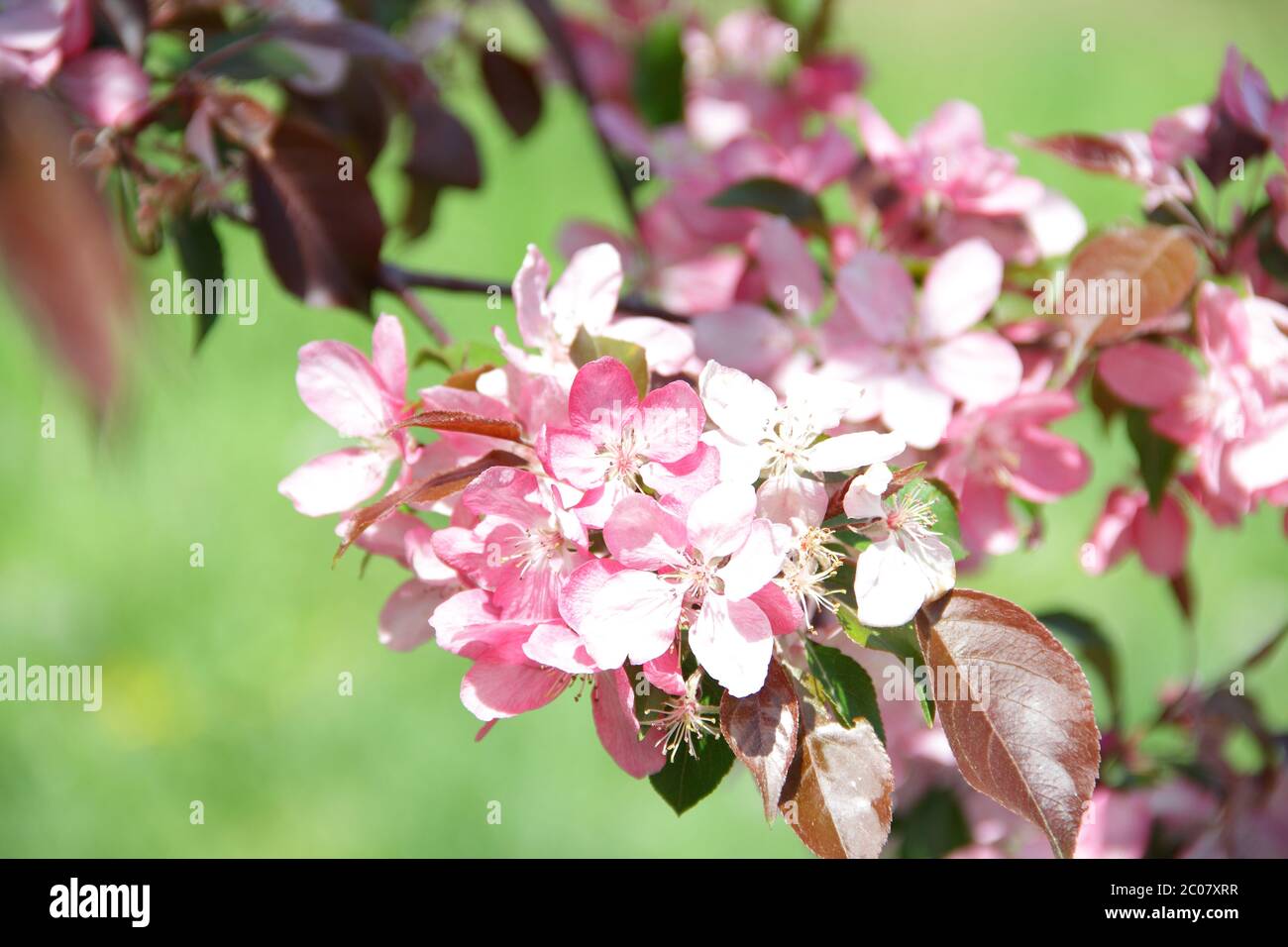 Branch of a tree of a paradise apple-tree with pink colours Stock Photo