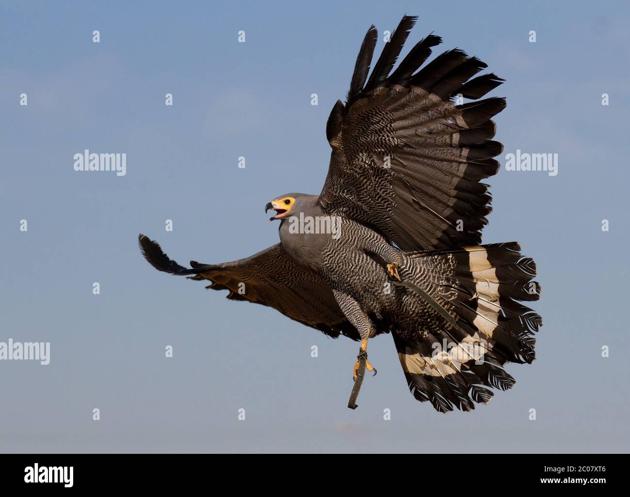 bird of prey in flight Stock Photo