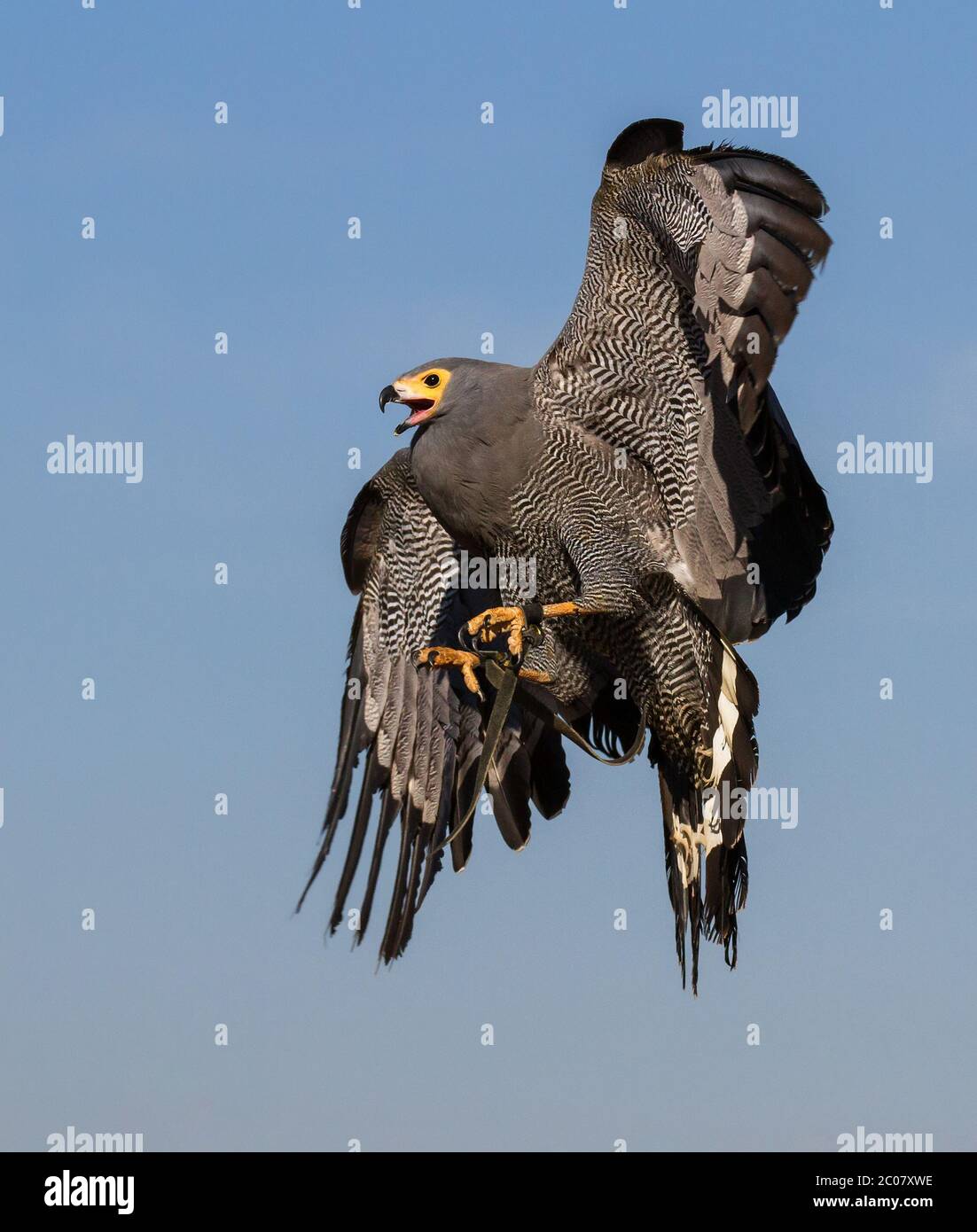 bird of prey in flight Stock Photo