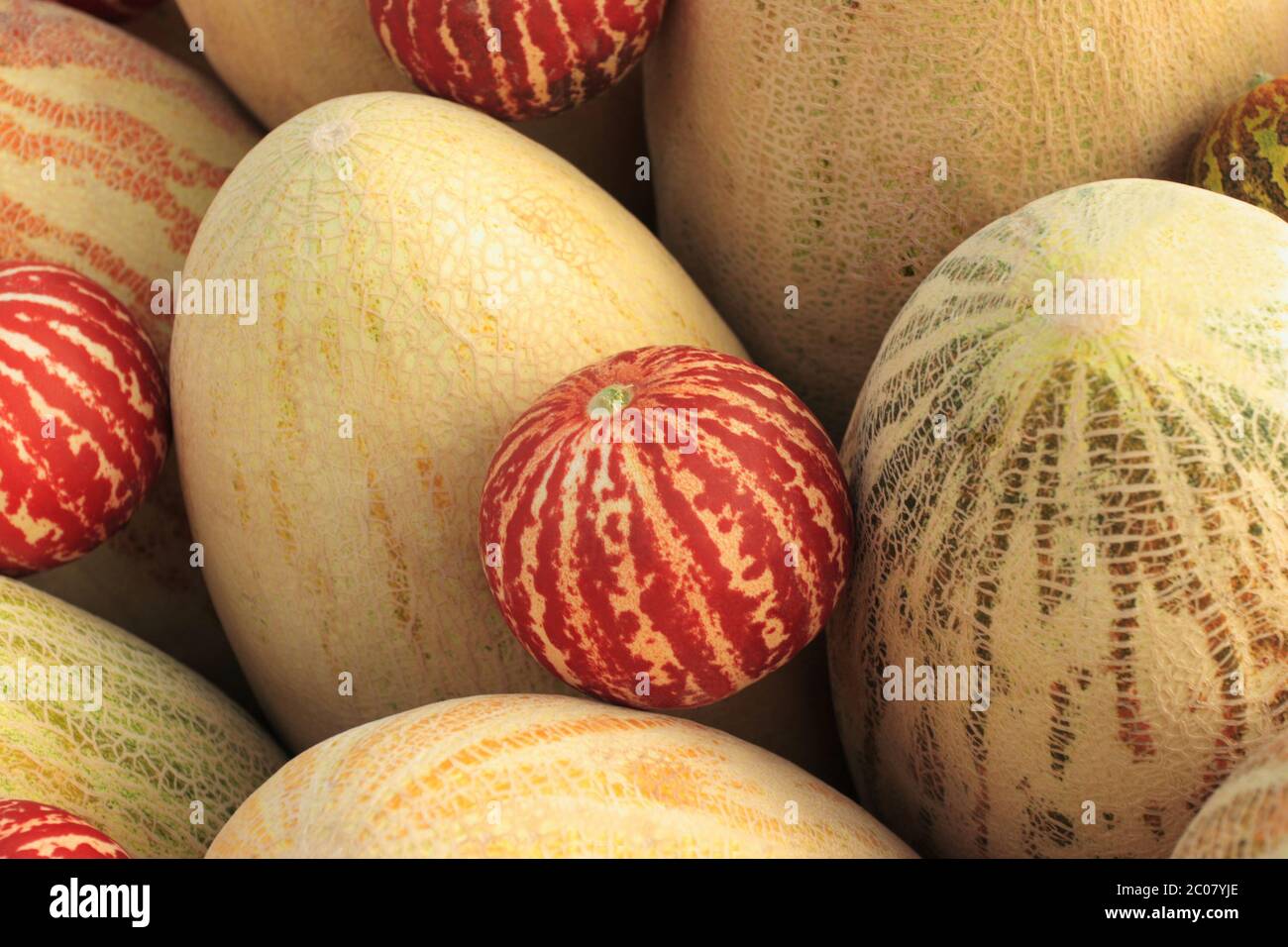 Some big yellow melons and small red melons Stock Photo