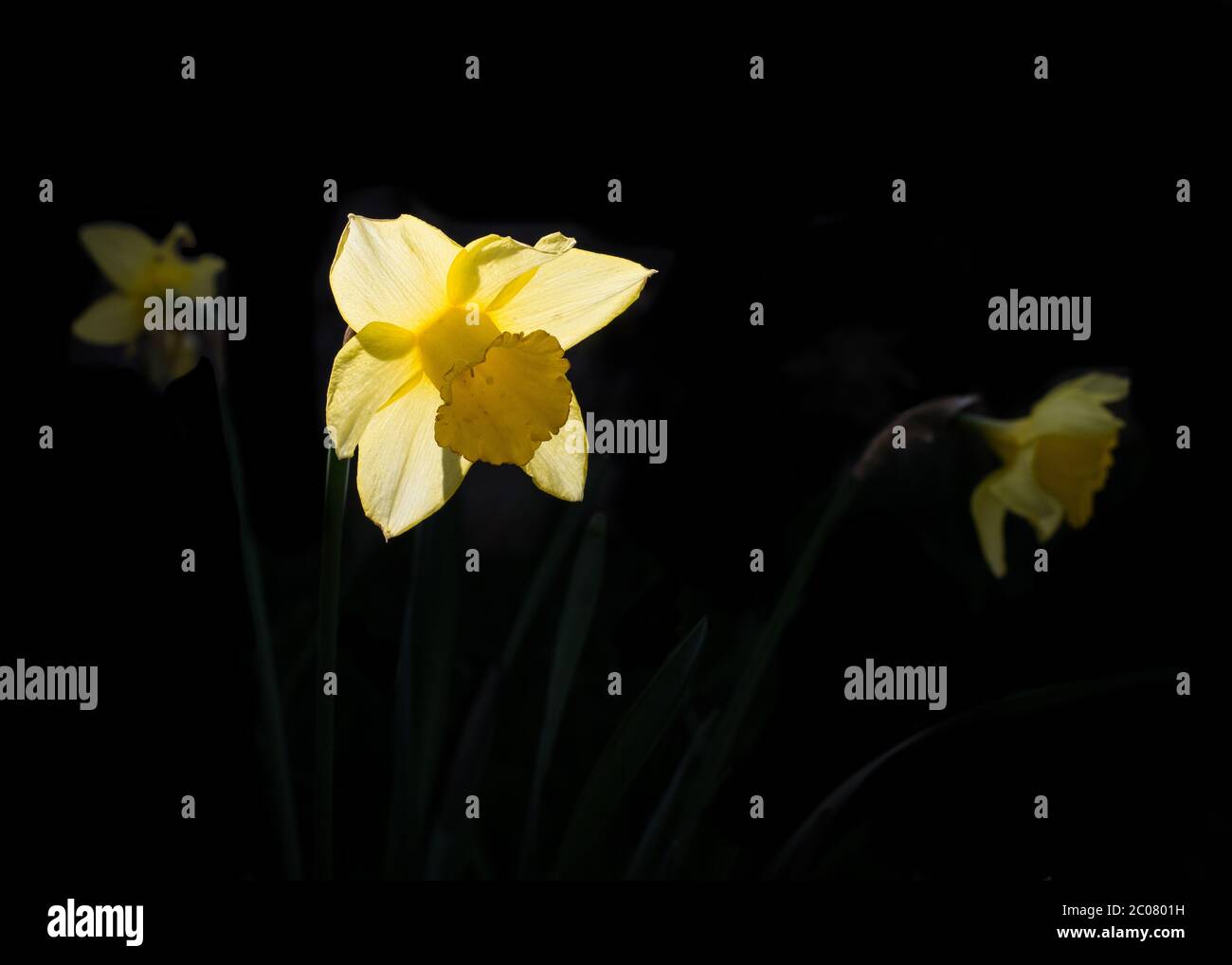Three sunlit daffodils against deep shade during the spring Stock Photo