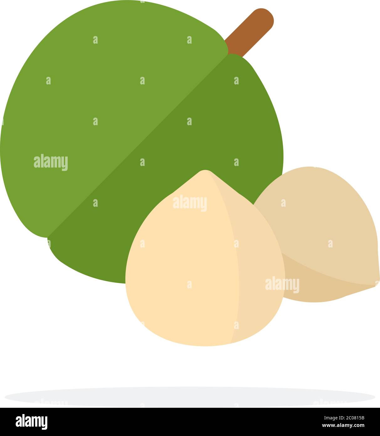 Macadamia nuts vector flat isolated Stock Vector Image & Art Alamy