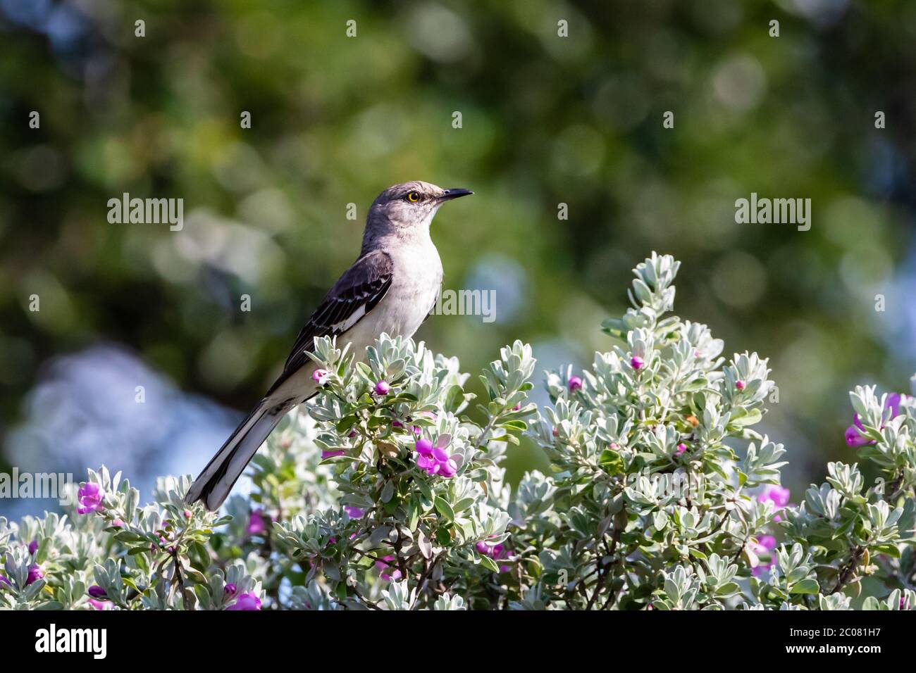 Mockingbird in the Texas Hill Country Stock Photo Alamy